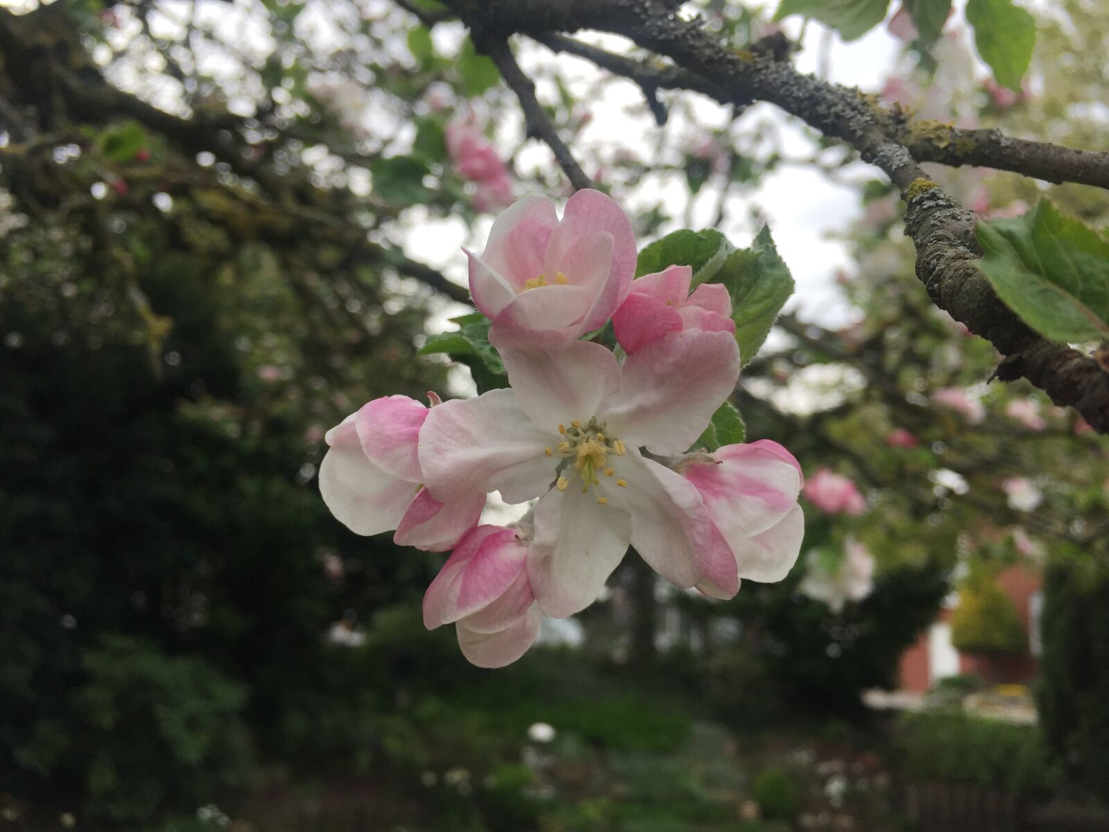 Apple iPhone 6 sample photo. Apple blossom, apple tree photography