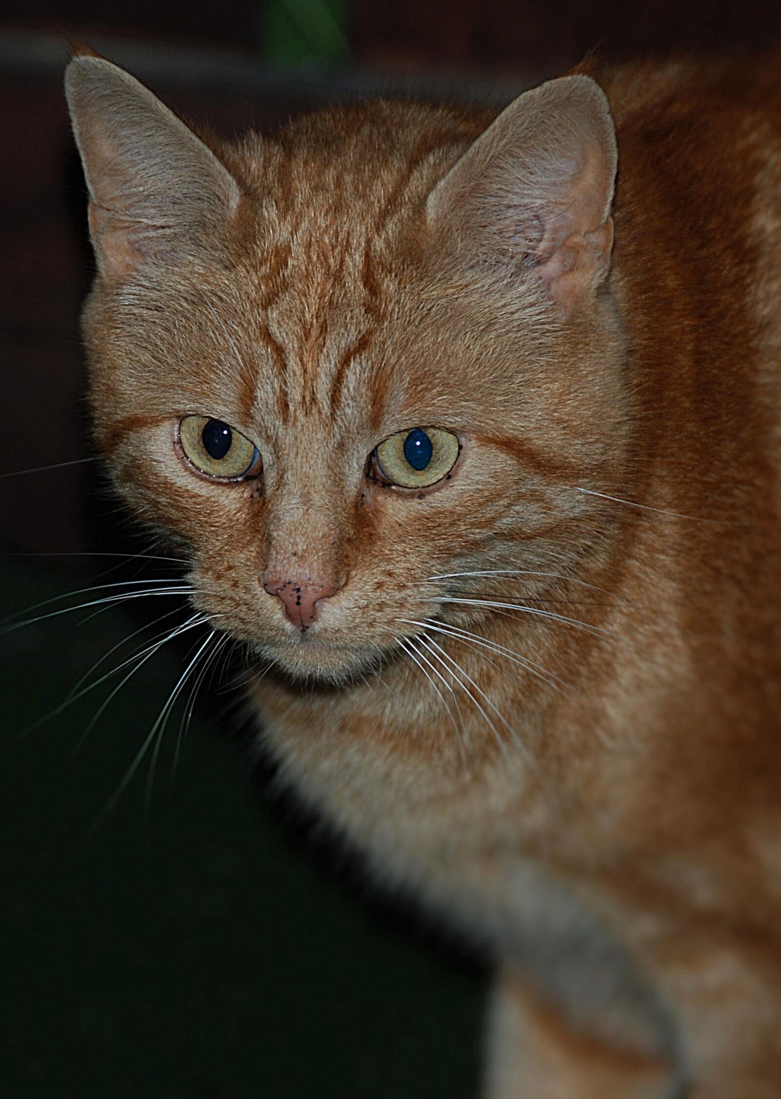 Nikon D80 sample photo. Cat portrait, red, cat photography