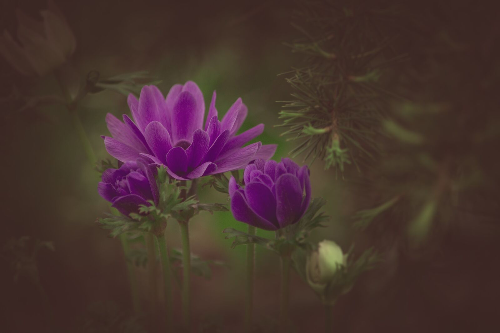 Nikon D7100 sample photo. Ranunculus, violet, flower photography