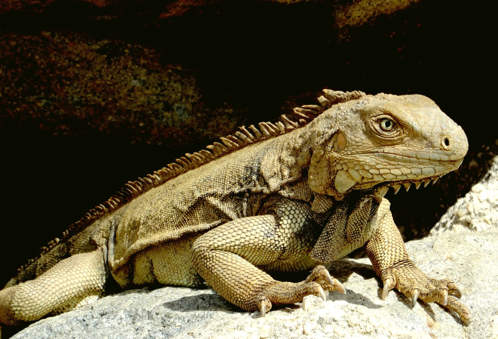 Sony Cyber-shot DSC-HX50V sample photo. Iguana, caribbean, reptile photography