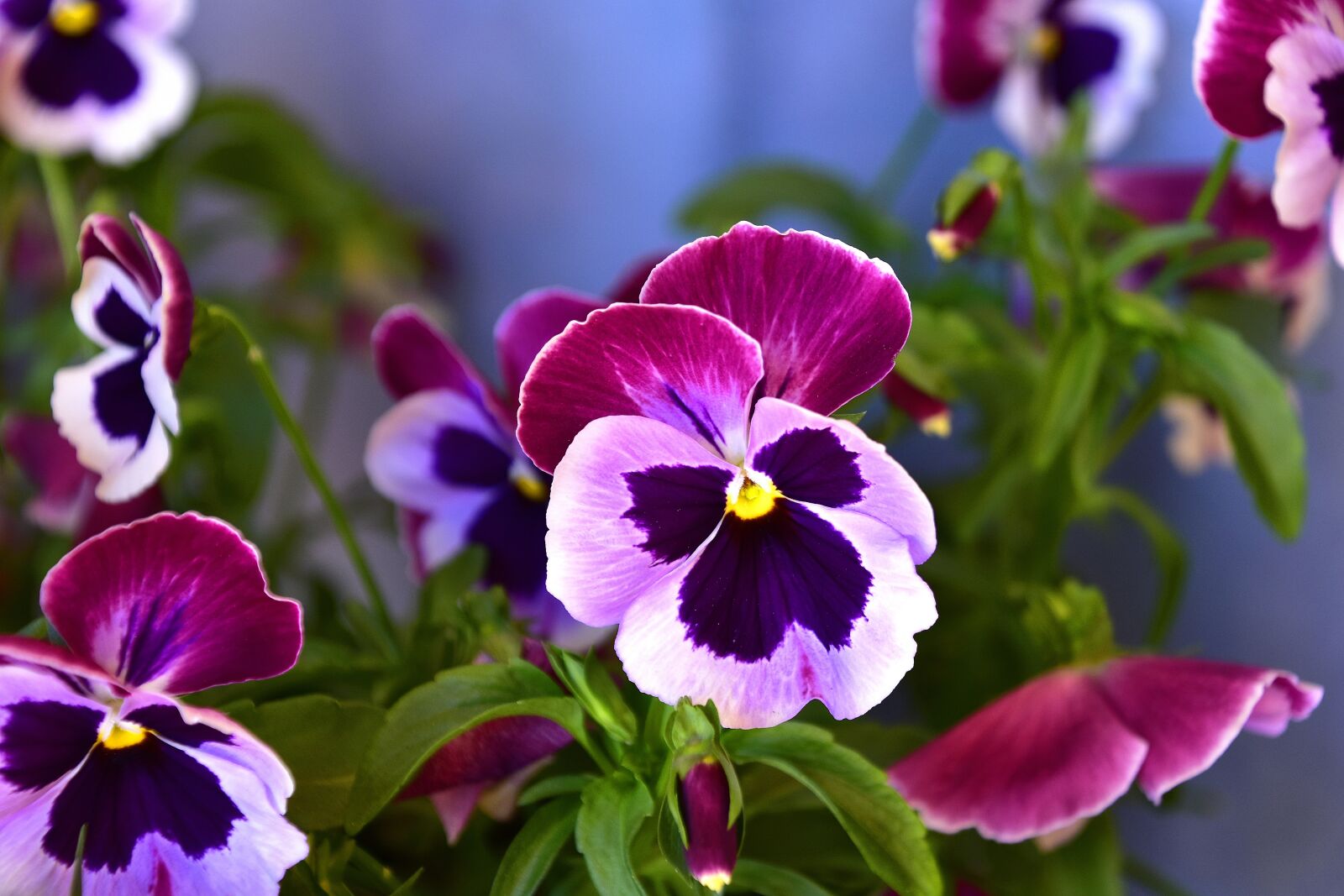 Nikon D7200 sample photo. Flower, garden, plant photography