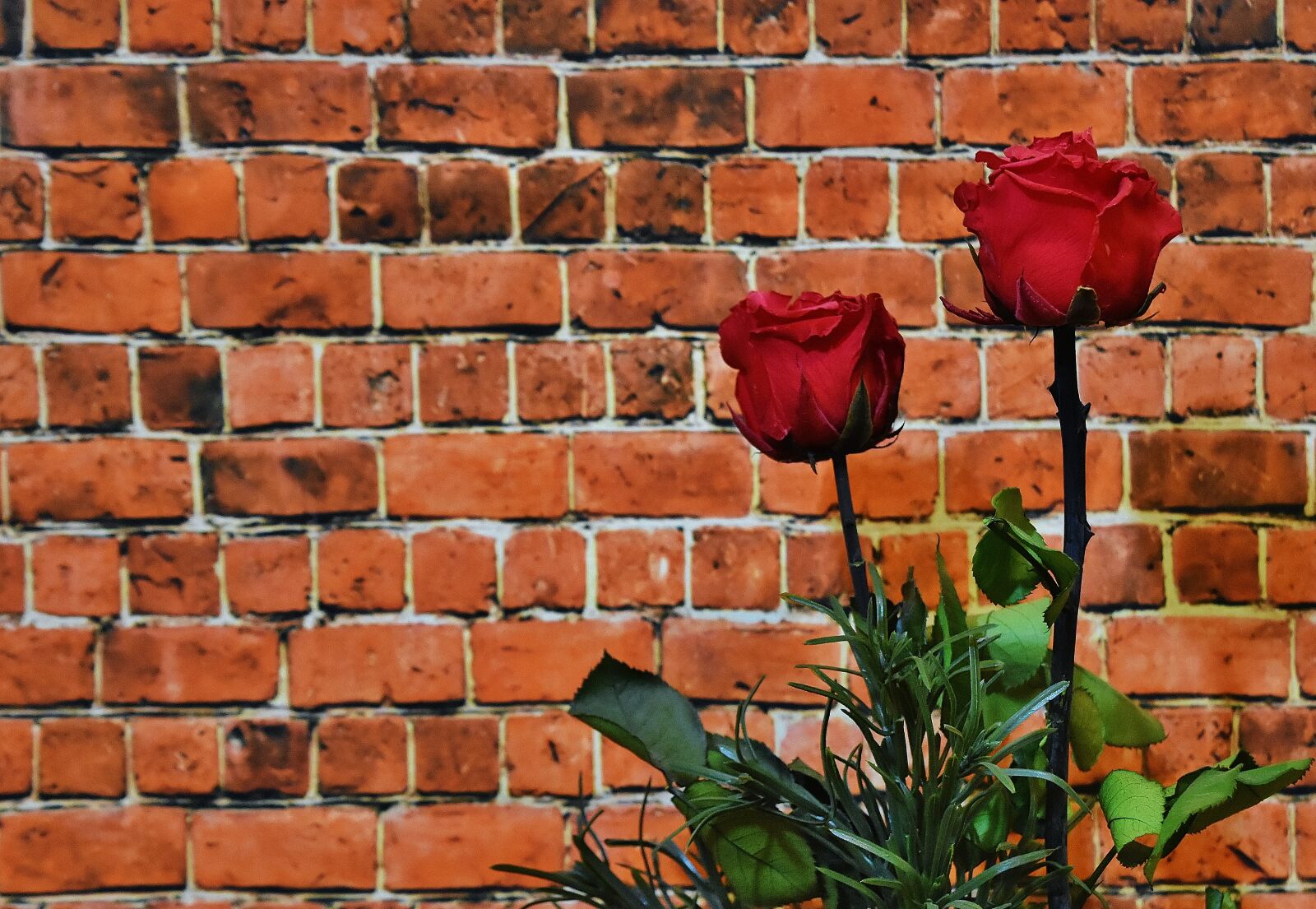 Nikon D7200 sample photo. Roses, flowers, red photography