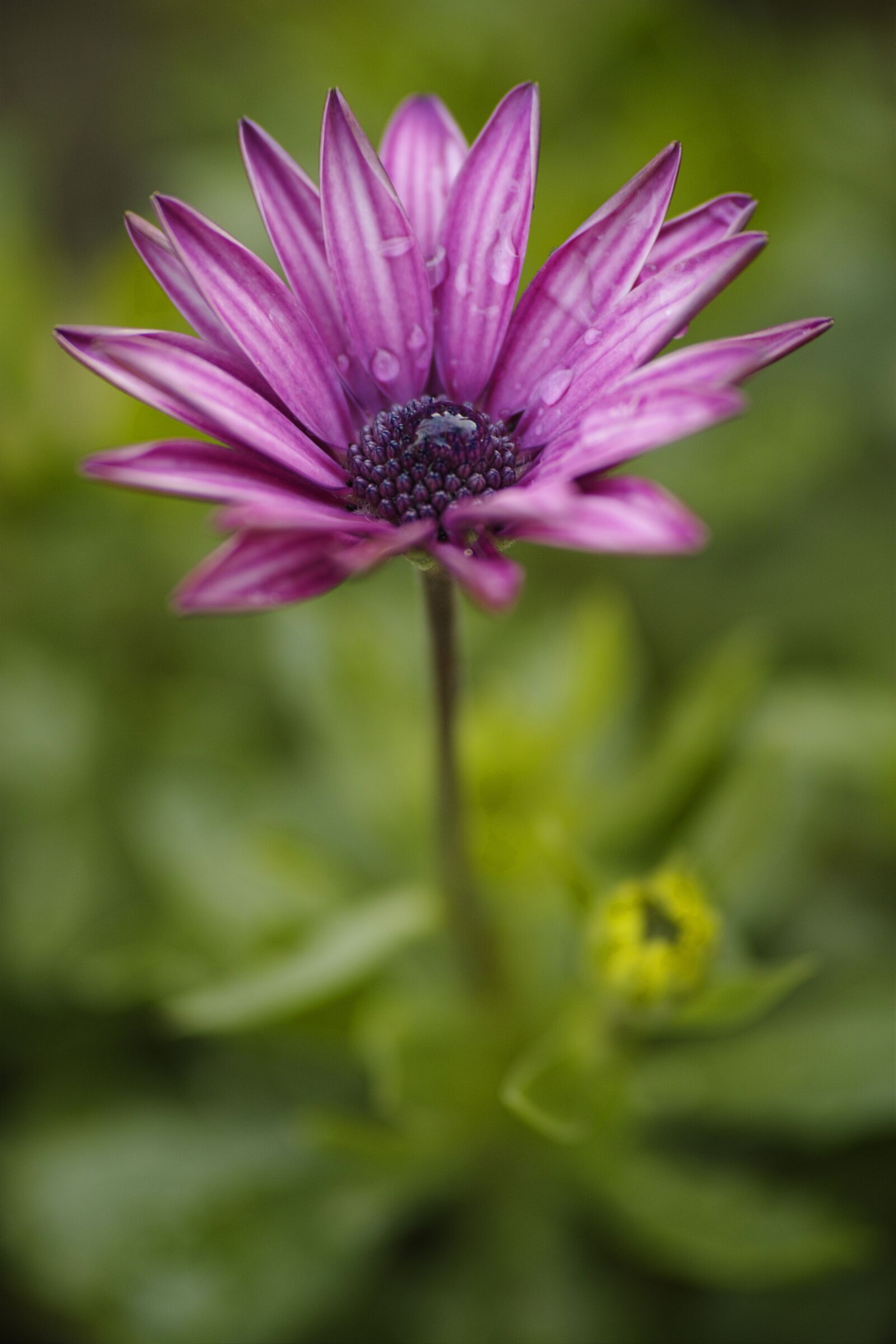 Sigma dp3 Quattro sample photo. Purple, green, flower photography