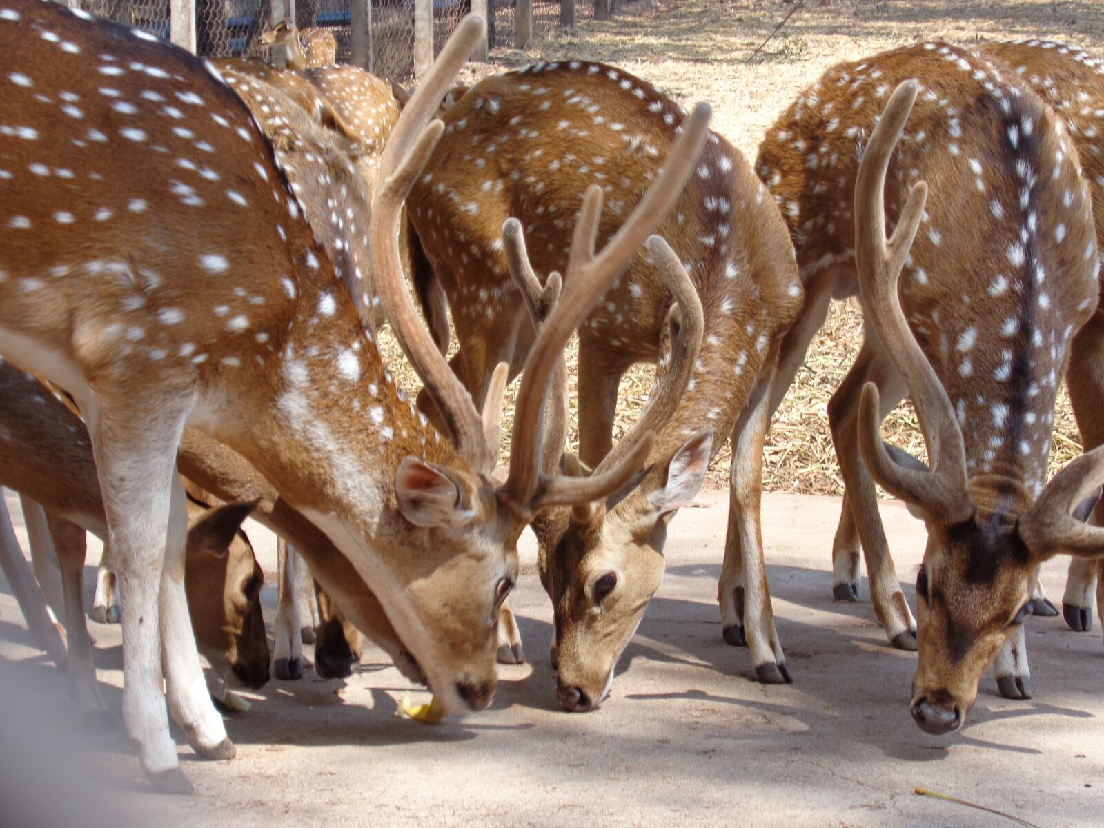 Sony Cyber-shot DSC-W730 sample photo. Deer, india, wildlife photography