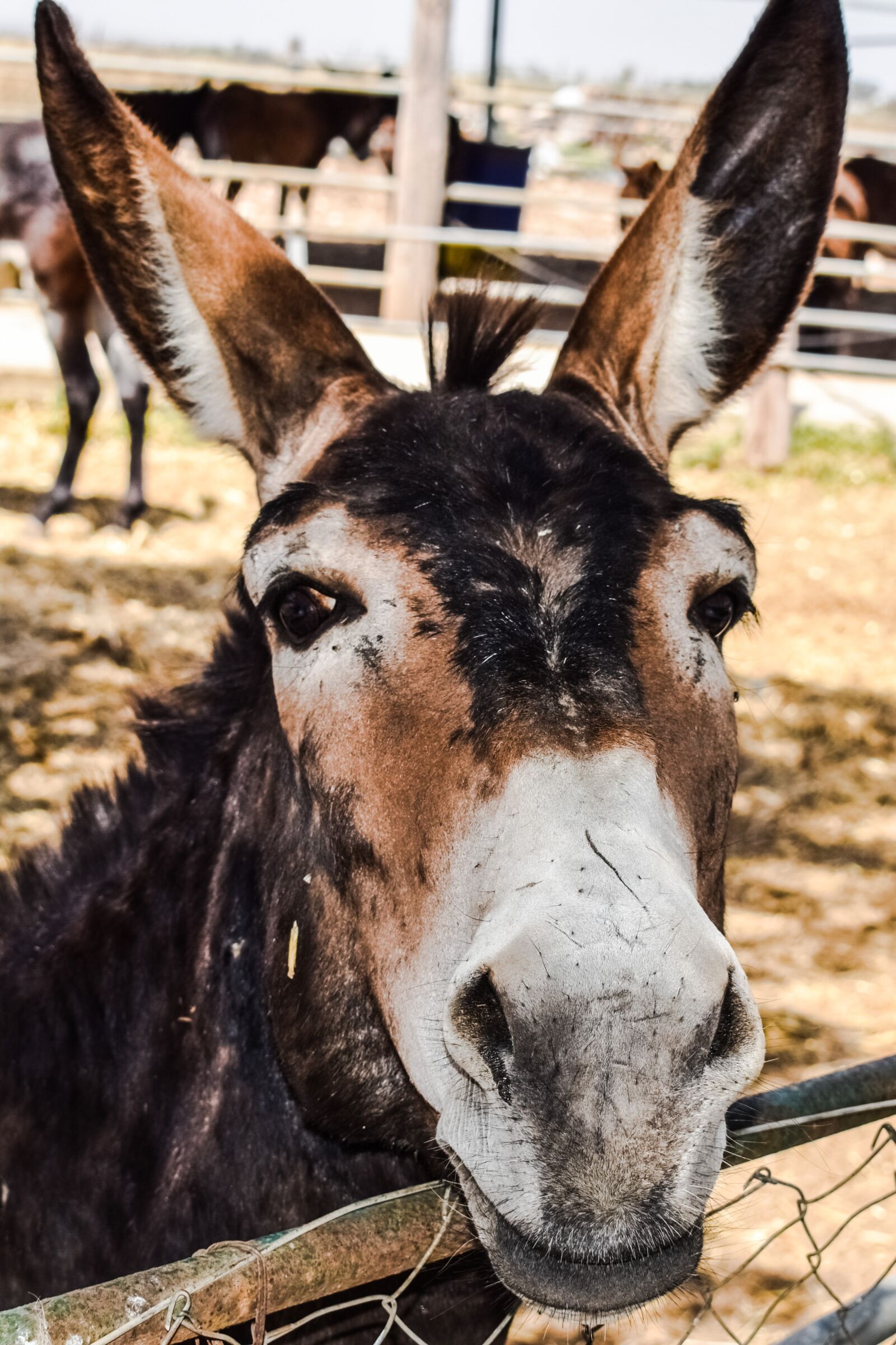 Nikon D3300 sample photo. Donkey, curious, funny photography