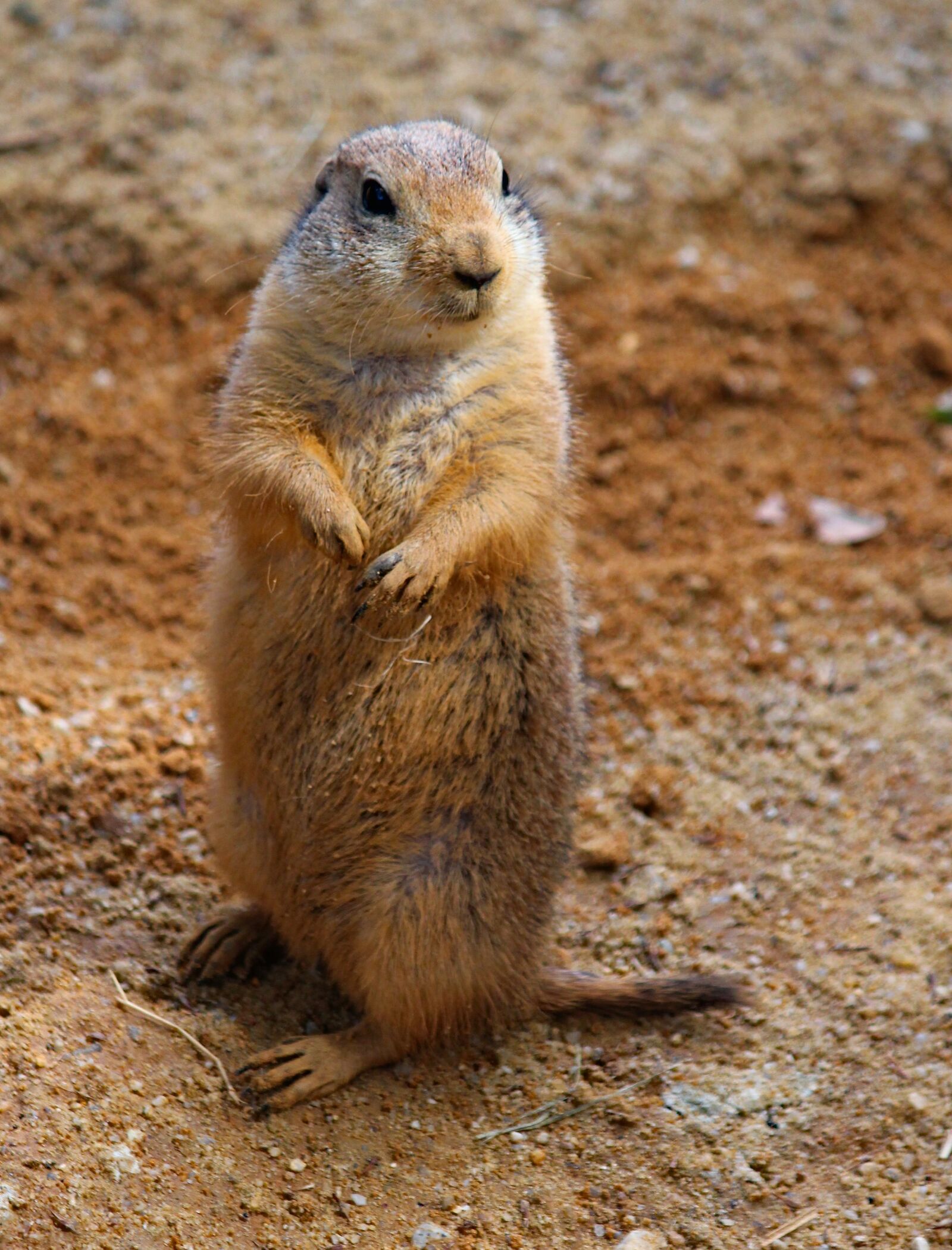 Canon EOS 550D (EOS Rebel T2i / EOS Kiss X4) sample photo. Prairie dogs, standing, rodent photography