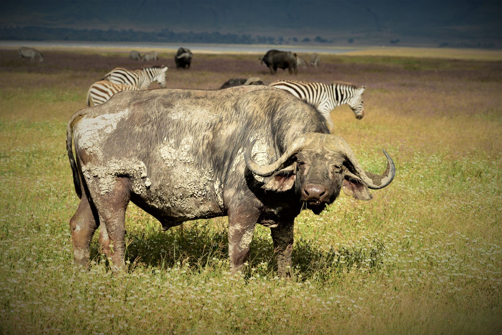 Nikon D600 sample photo. Buffalo, africa, cape photography