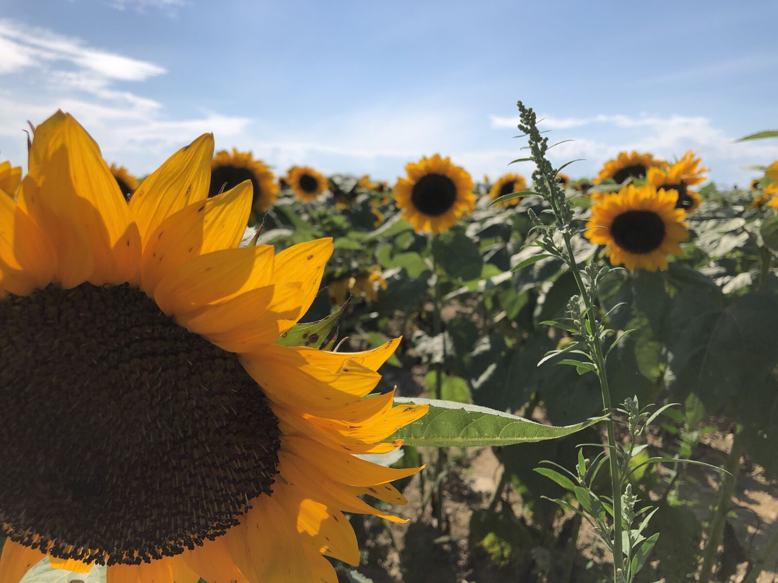 iPhone 8 Plus back dual camera 3.99mm f/1.8 sample photo. Sunflowers, field, flowers photography
