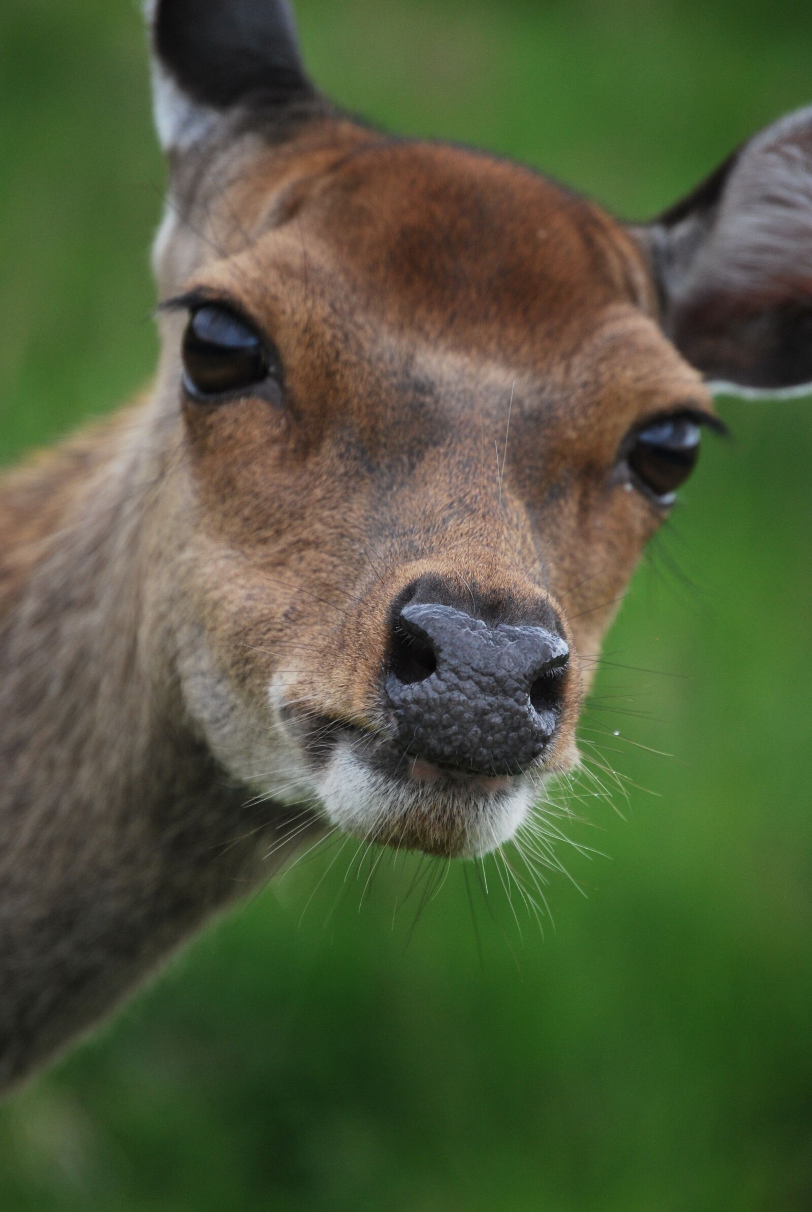 Nikon D60 sample photo. Doe, deer, nature photography