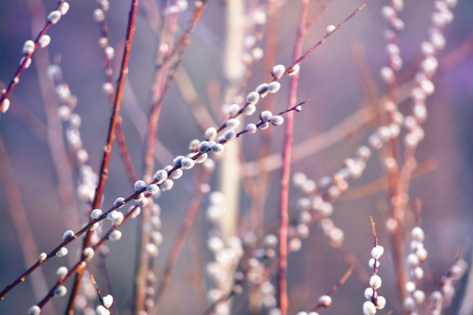 Nikon D3400 sample photo. Willow catkin, background, light photography