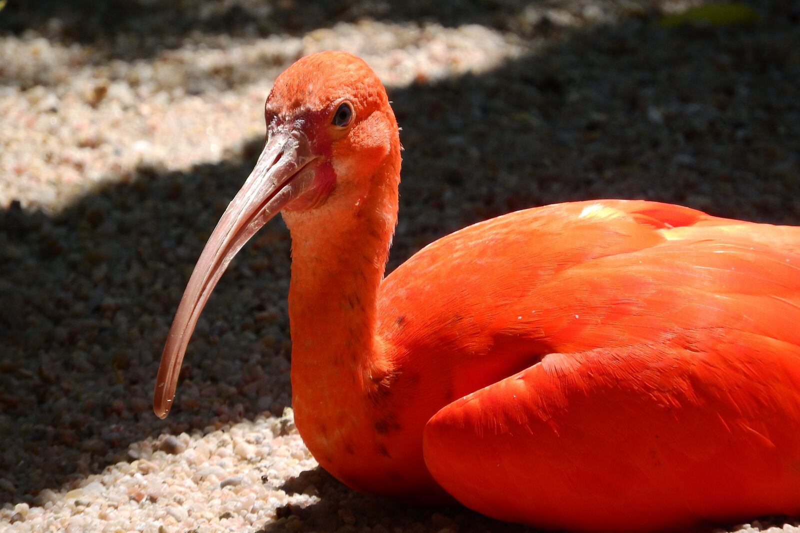 Nikon Coolpix P610 sample photo. Ibis red, eudocimus ruber photography