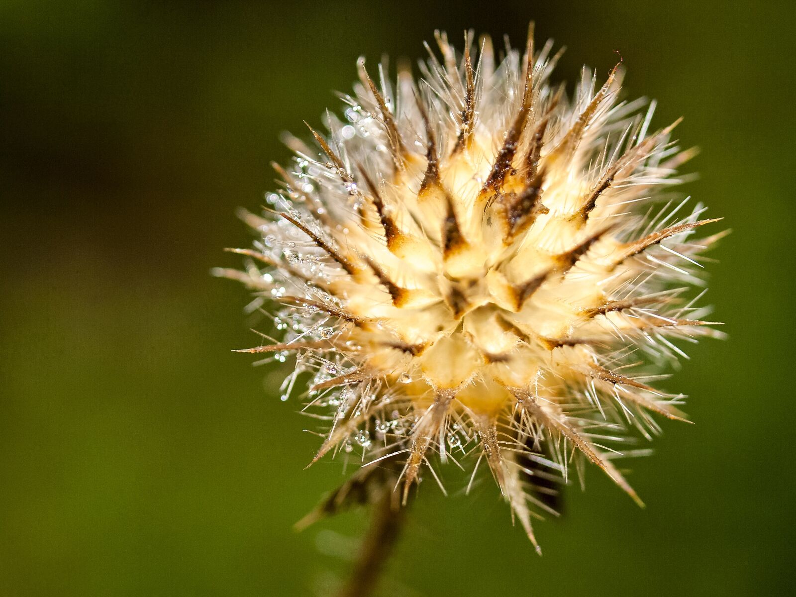 Olympus E-3 sample photo. Thistle, plant, flower photography