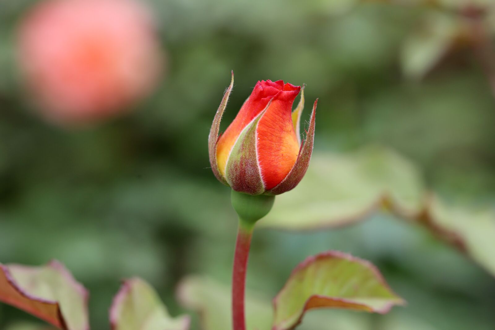 Canon EOS 6D Mark II sample photo. Rose, petal, flowers photography