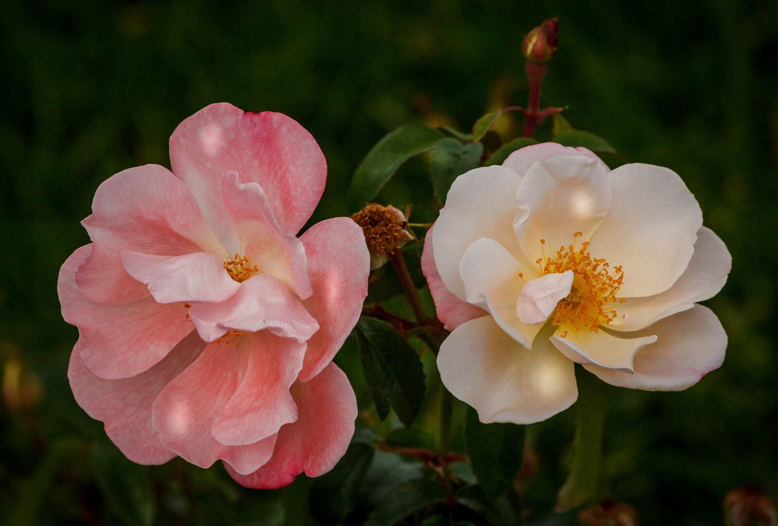 Canon EOS 600D (Rebel EOS T3i / EOS Kiss X5) sample photo. Roses, pink rose, white photography