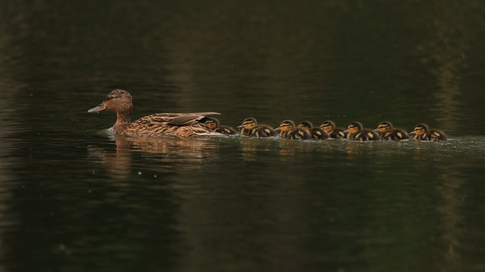 150-600mm F5-6.3 DG OS HSM | Contemporary 015 sample photo. Lake, water bird, nature photography