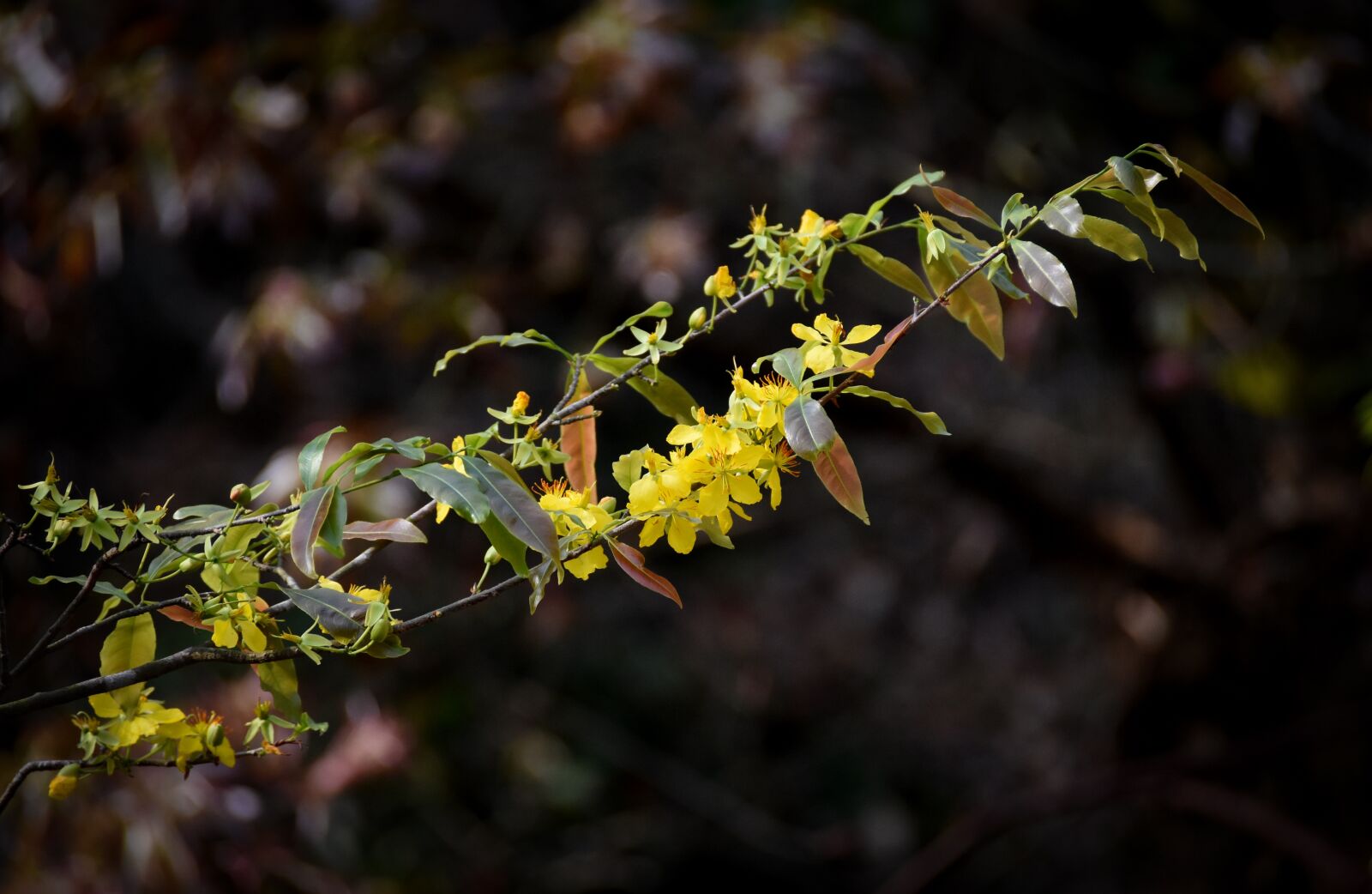 Nikon D7200 sample photo. Yellow apricot blossom, yellow photography