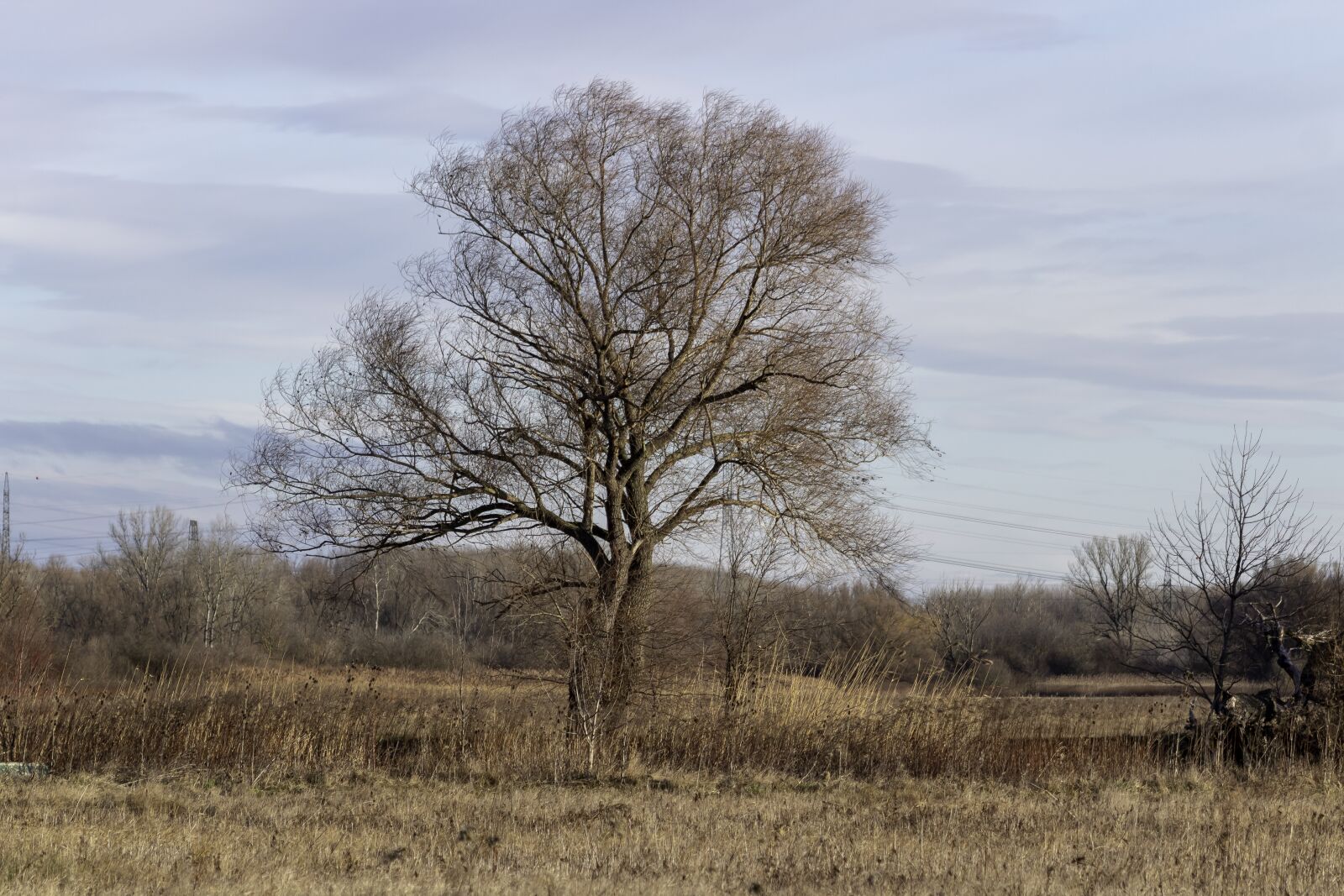 Canon EF75-300mm f/4-5.6 sample photo. Wood, deciduous, lonely photography