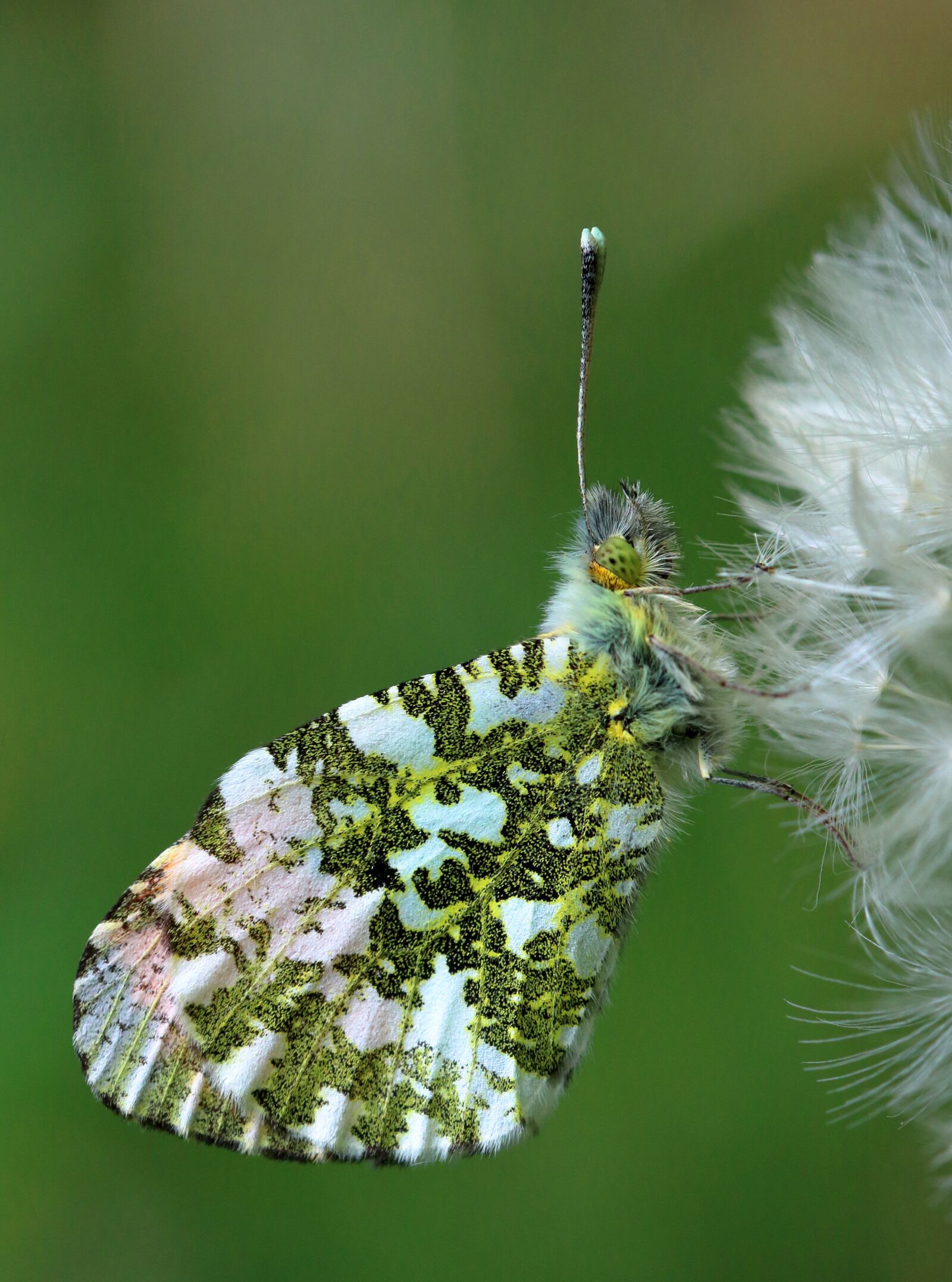 Canon EOS 80D sample photo. Orange tip butterfly, insect photography