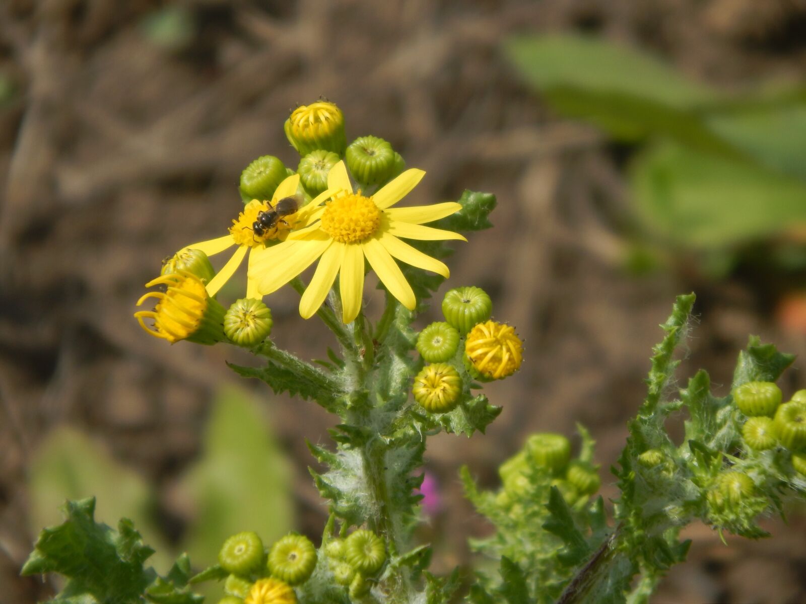 Nikon Coolpix L820 sample photo. Flower, bee, yellow photography