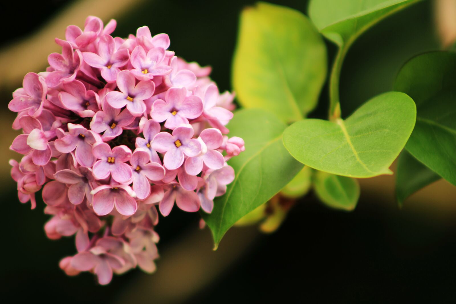 Canon EOS 2000D (EOS Rebel T7 / EOS Kiss X90 / EOS 1500D) sample photo. Lilac, flowers, plant photography