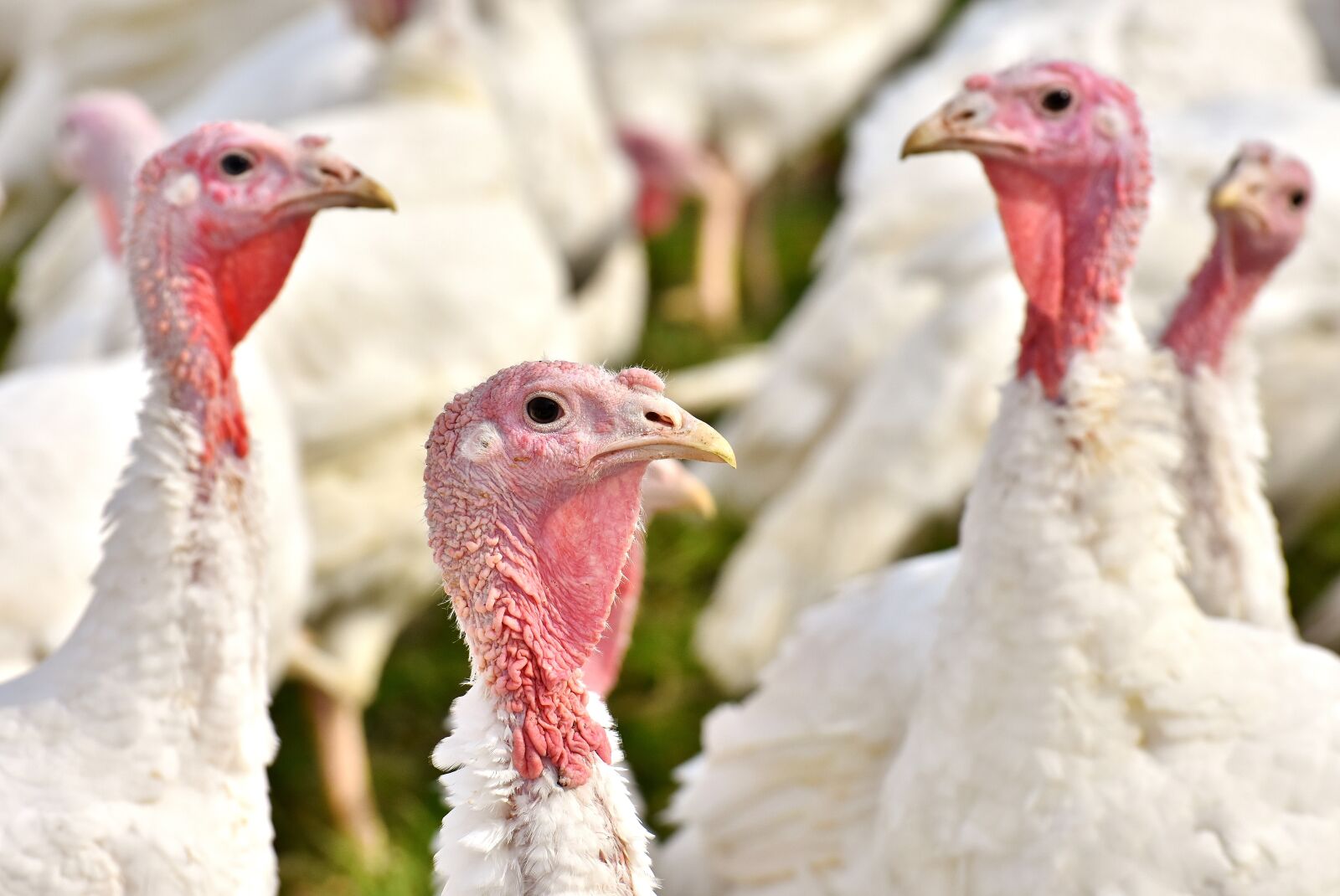 Nikon D7200 sample photo. Turkeys, birds, poultry photography