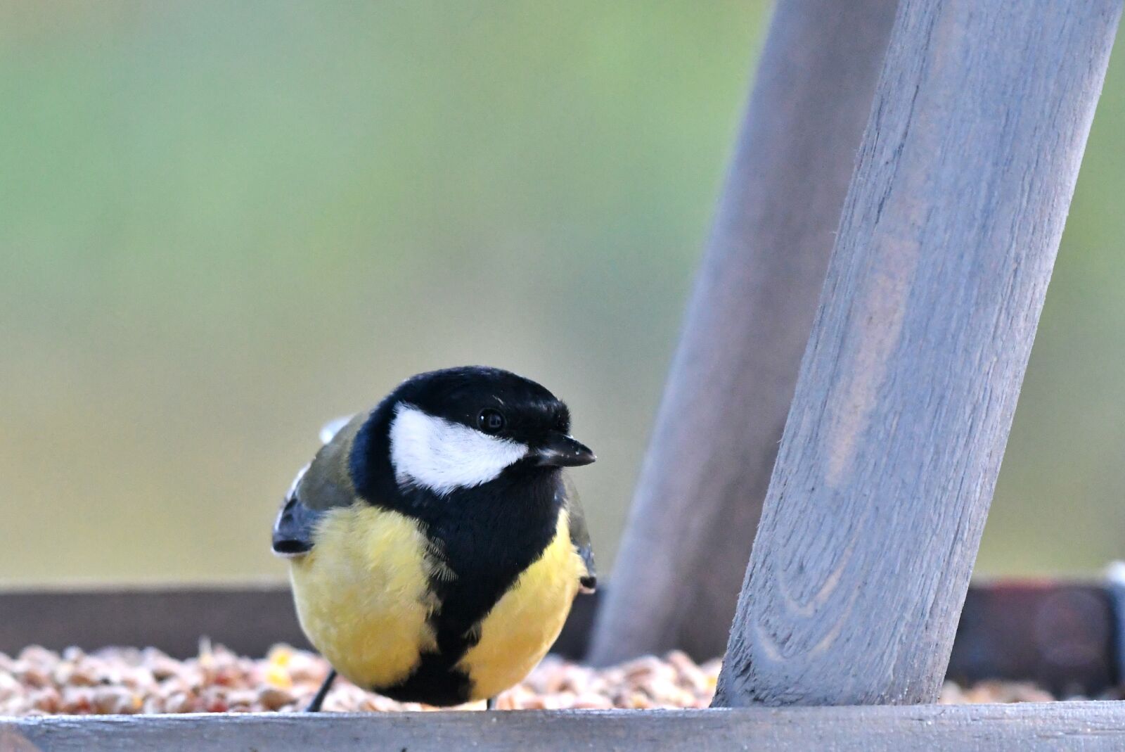 Nikon D500 sample photo. Bird, great tit, bird photography