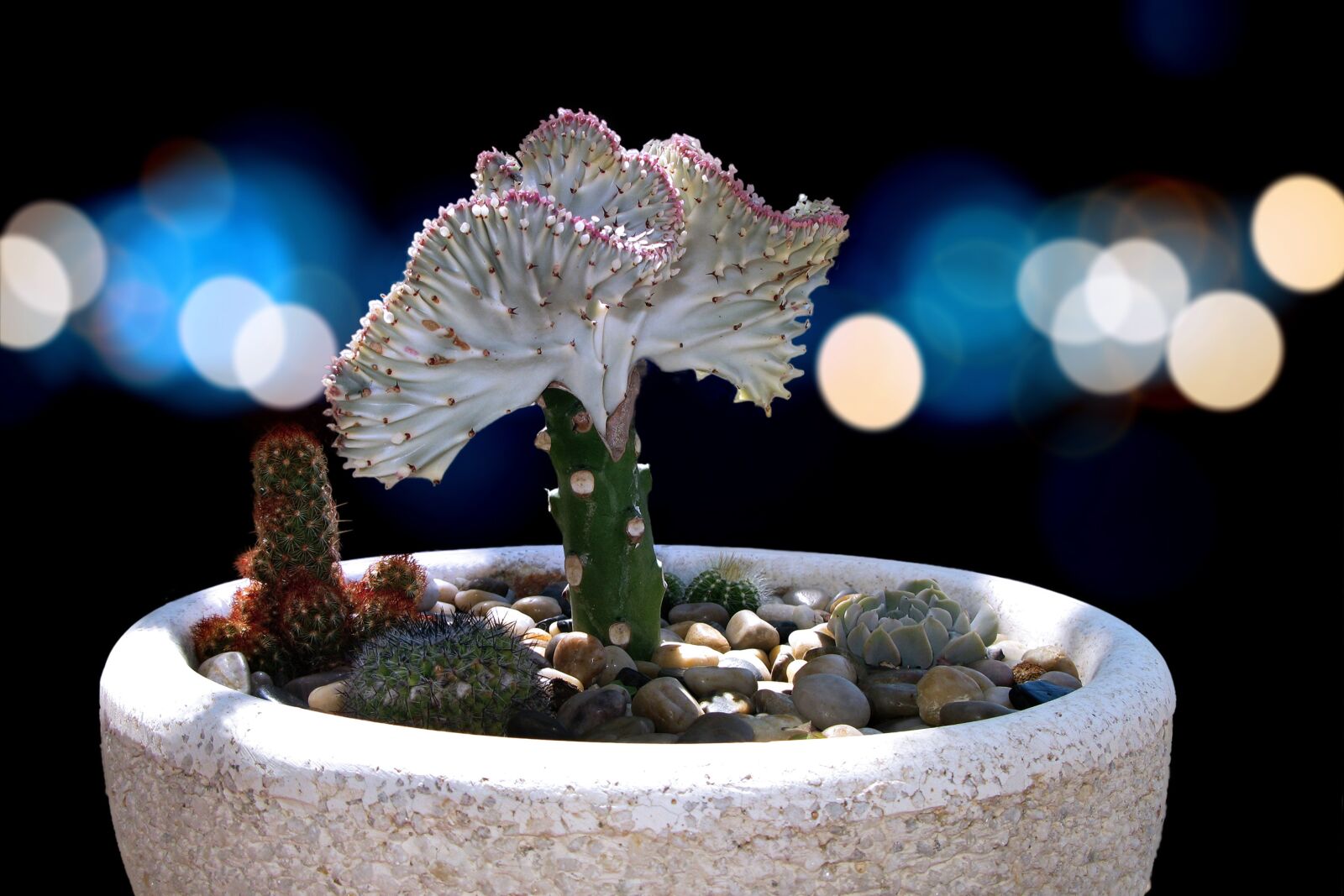 Canon POWERSHOT G9 sample photo. Cactus, flowerpot, plant photography