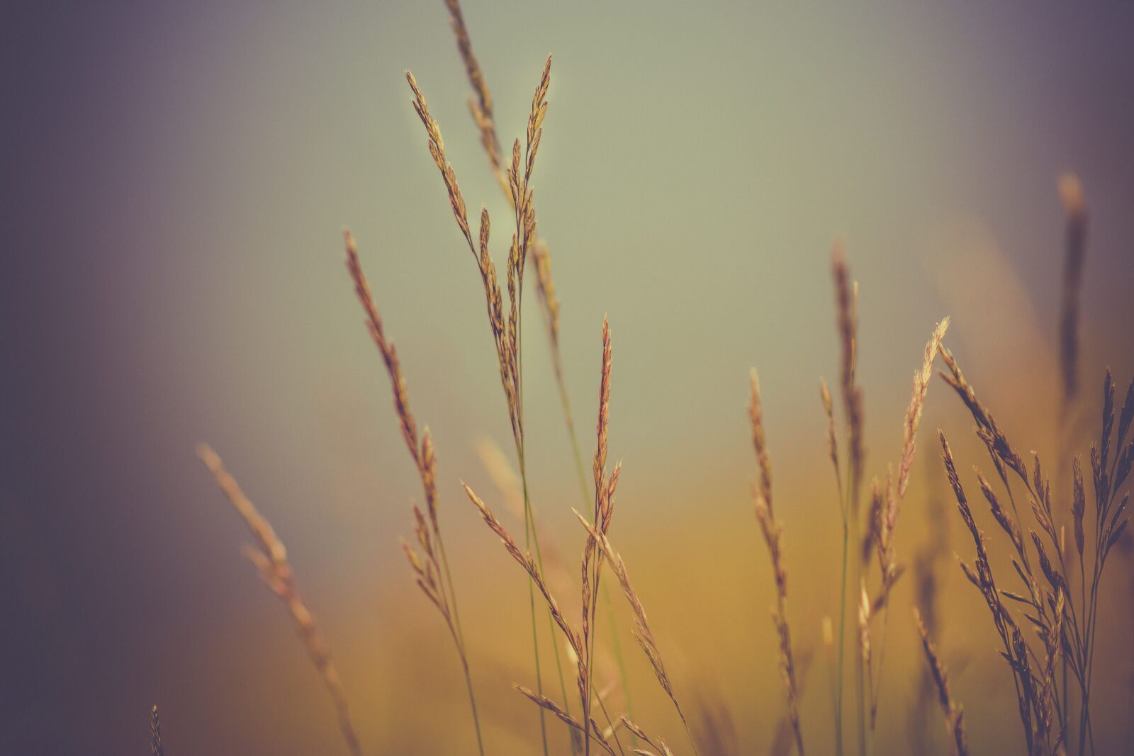 Nikon D7200 sample photo. Wheat, plants, nature photography