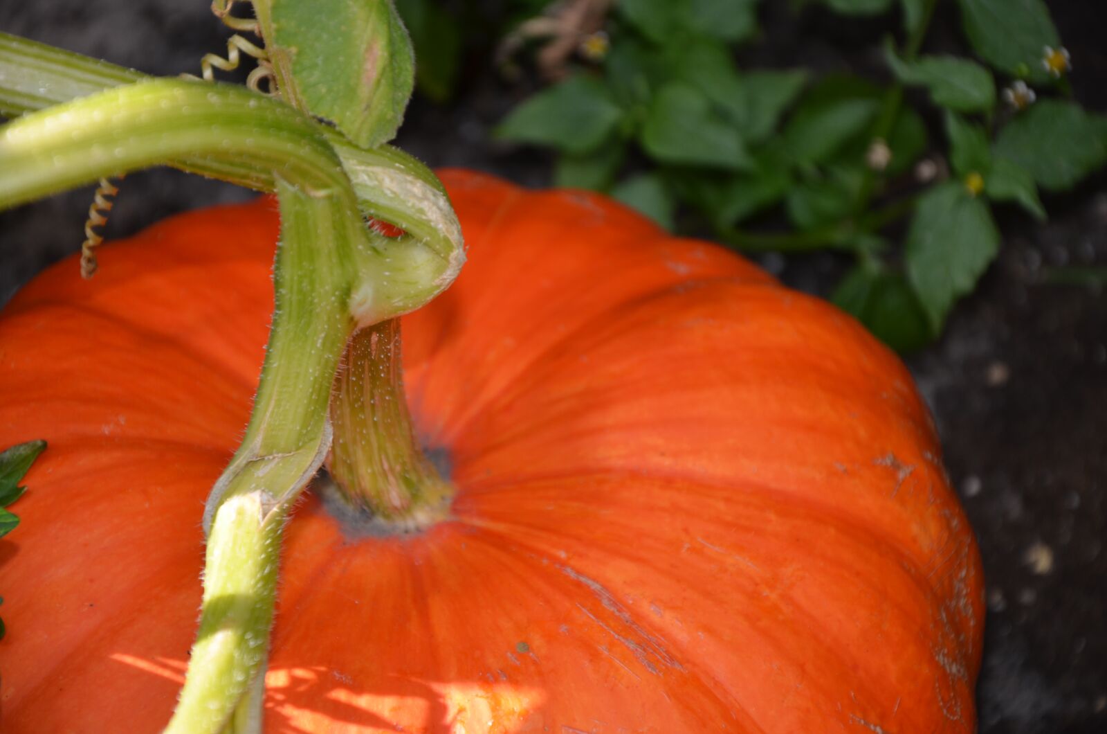 Nikon D7000 sample photo. Pumpkin, orange, autumn photography