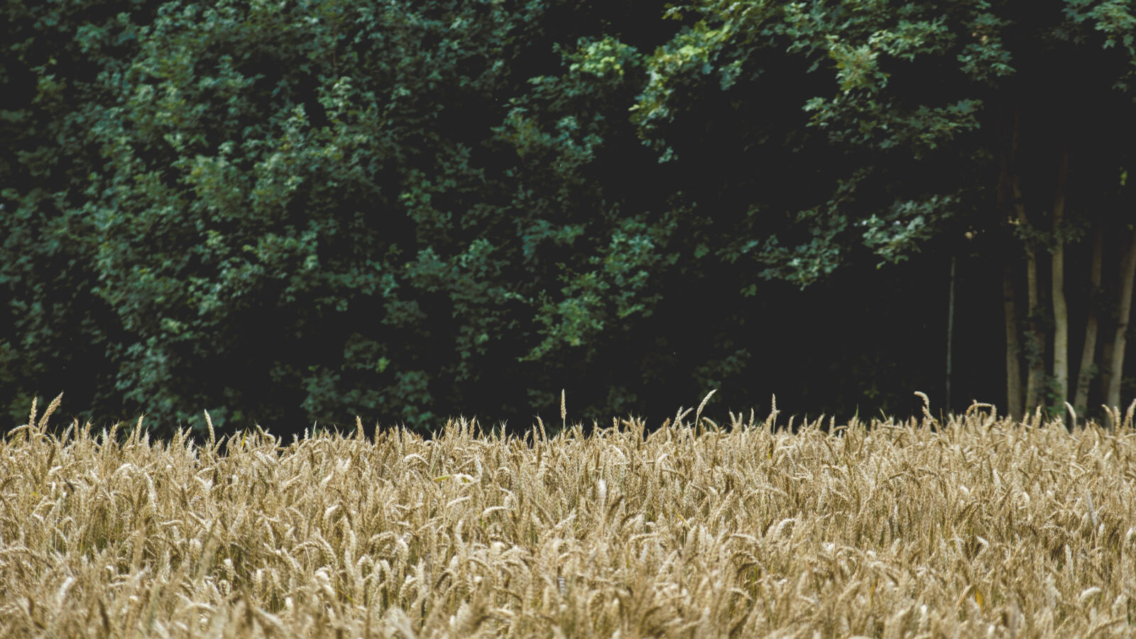 24-70mm F2.8-2.8 SSM sample photo. Nature, wheat, wheat, field photography
