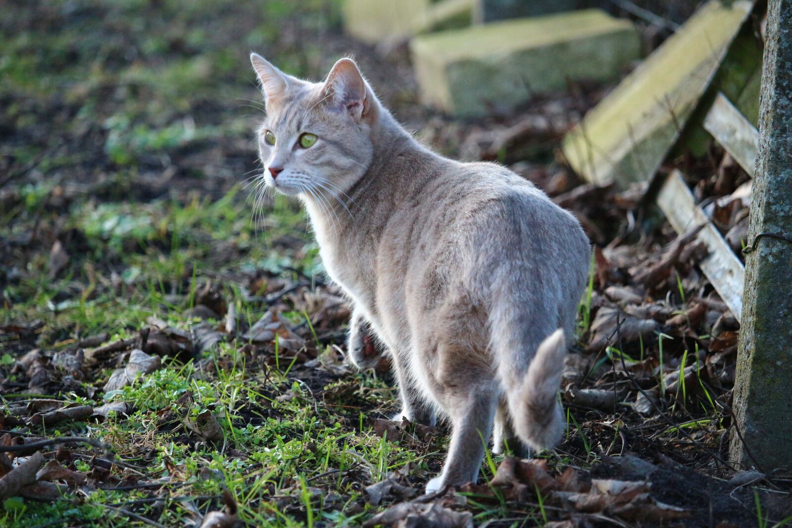 Canon EOS 100D (EOS Rebel SL1 / EOS Kiss X7) sample photo. Cat, kitten, mackerel photography