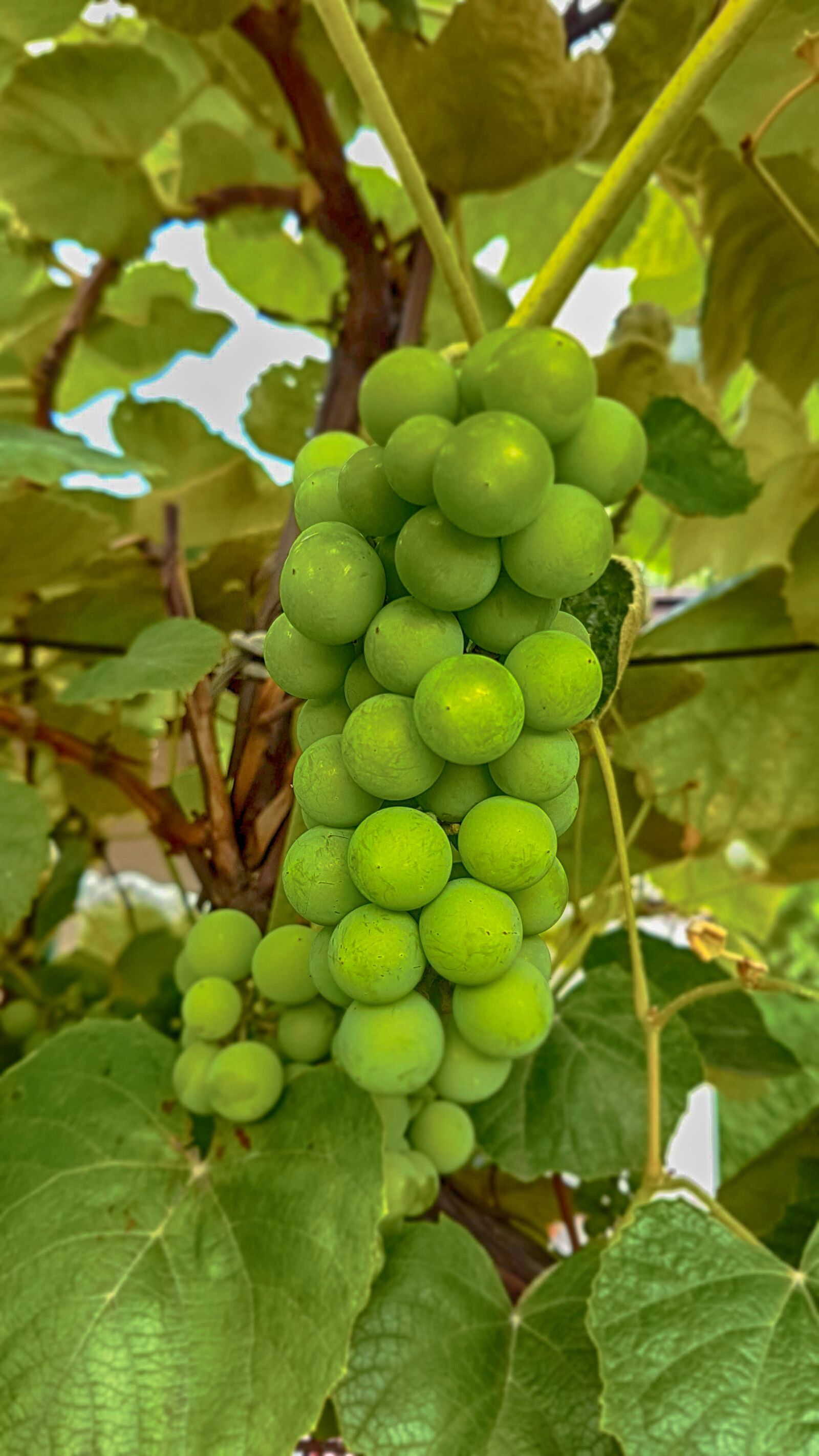 Samsung Galaxy S7 Edge sample photo. Grapes, spray, bush photography