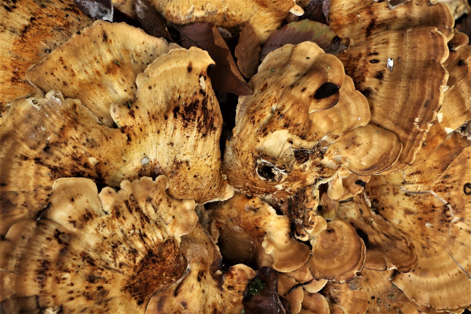 Canon EOS 7D Mark II sample photo. Mushroom, fungus, nature photography