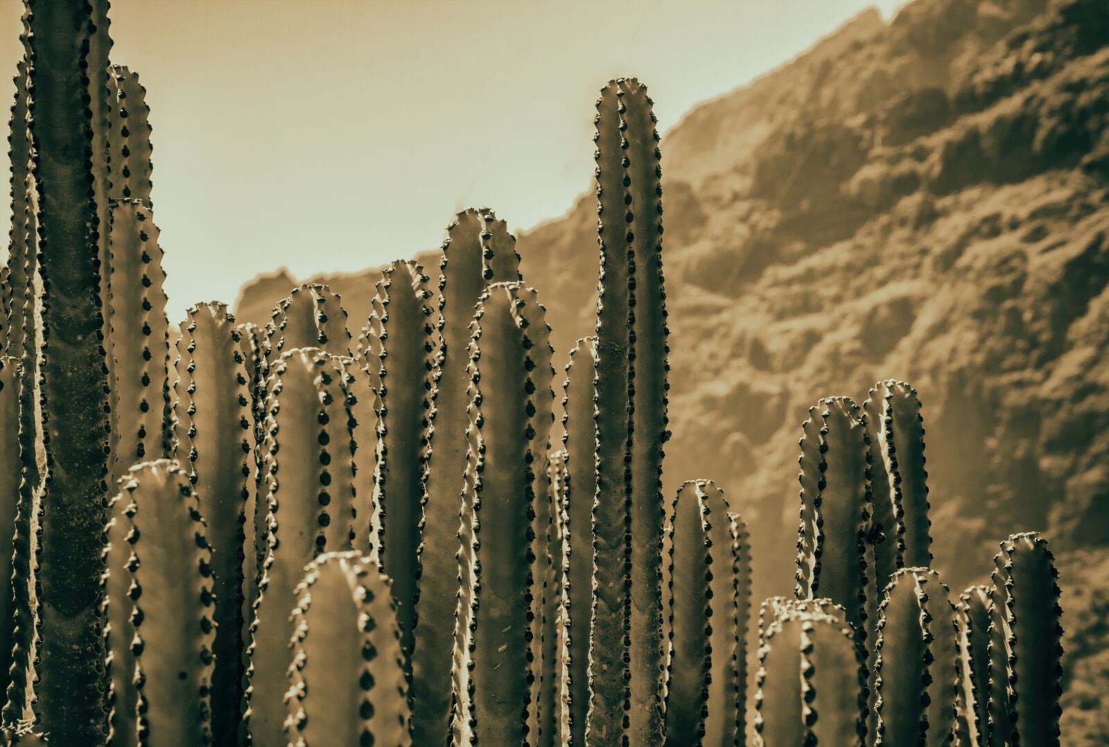 Canon EOS 650D (EOS Rebel T4i / EOS Kiss X6i) sample photo. Cactus, dry, plant photography