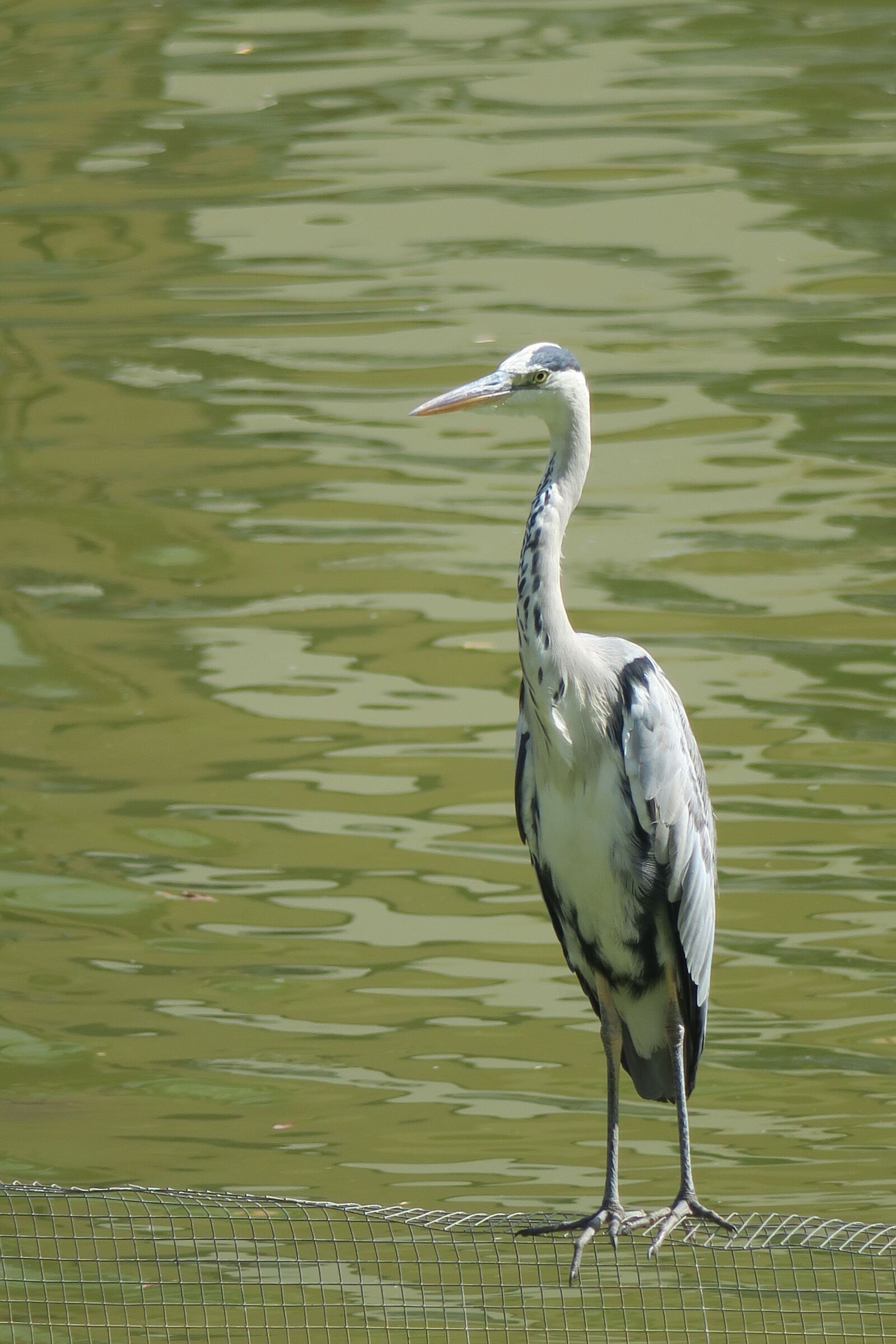 Canon PowerShot G3 X sample photo. Nature, bird, outdoor photography