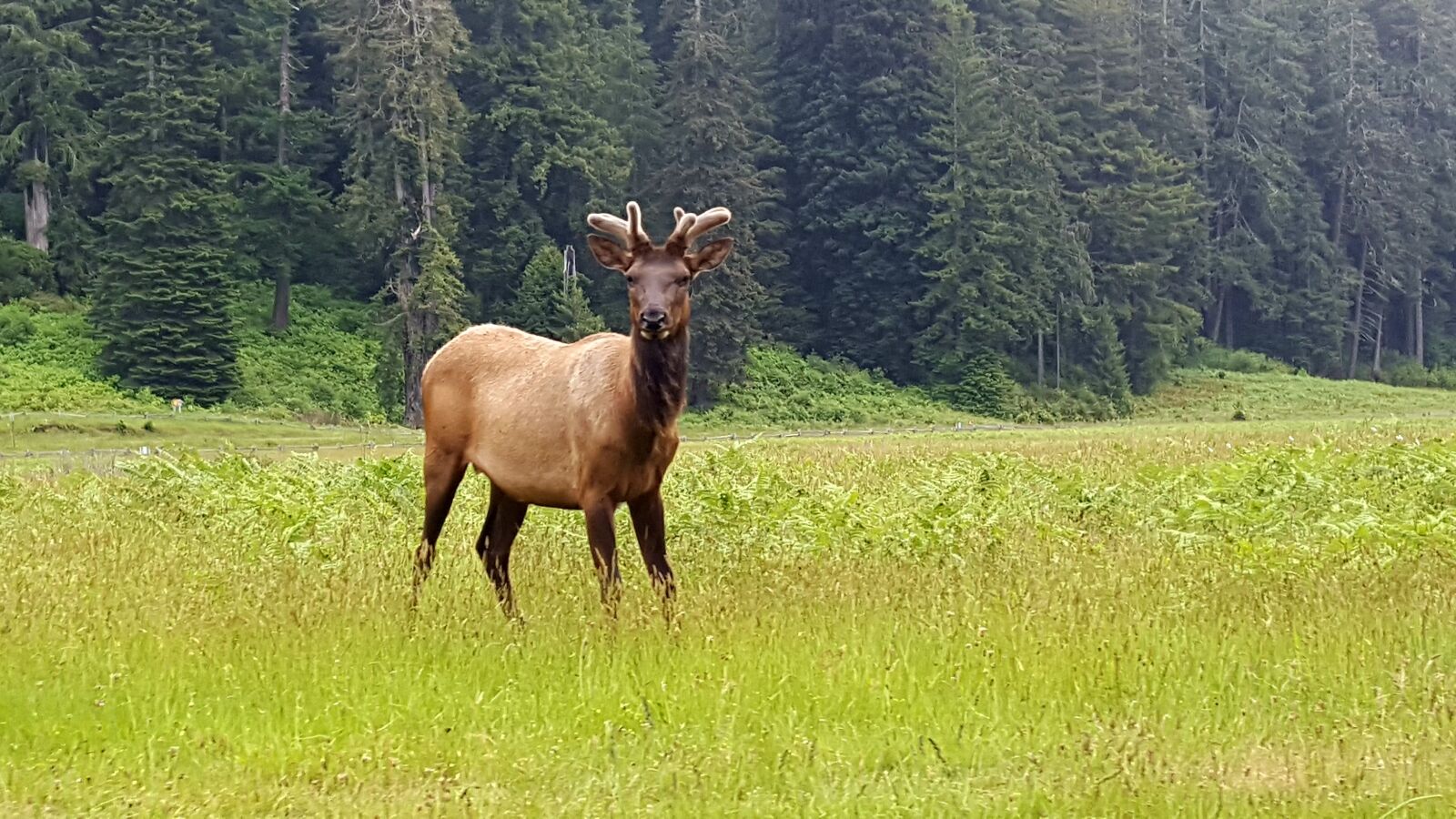 Samsung Galaxy S6 sample photo. Moose, canada, curiosity photography