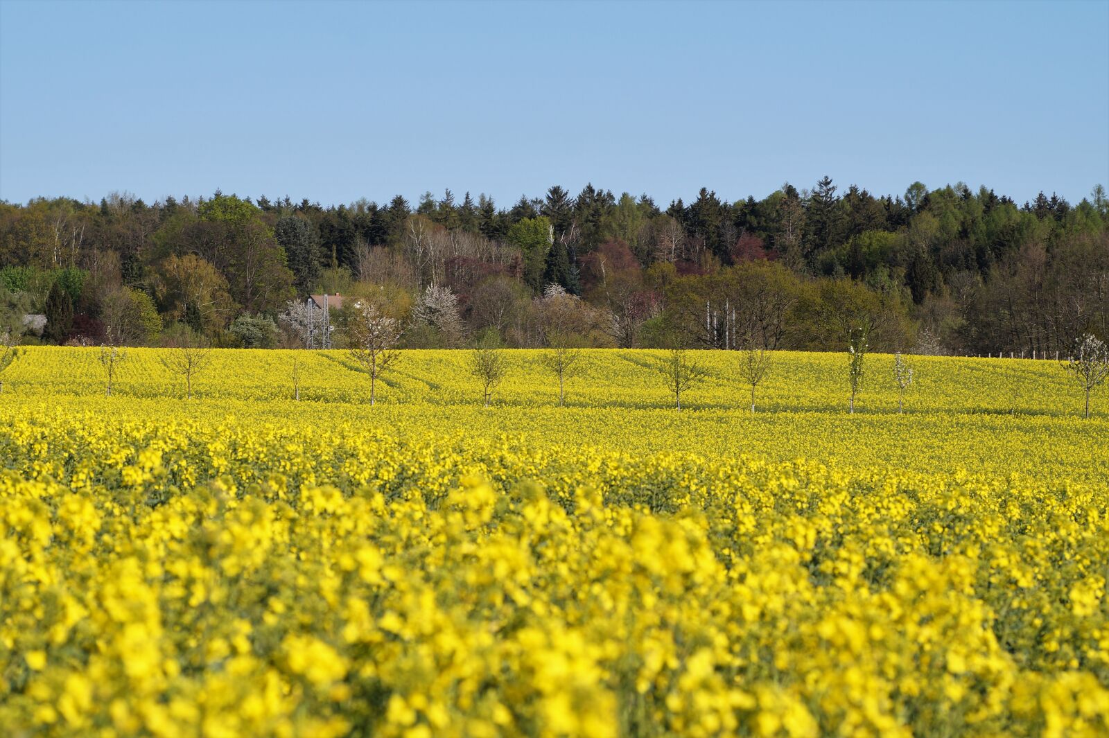 Sony SLT-A58 sample photo. Field, rape, yellow photography