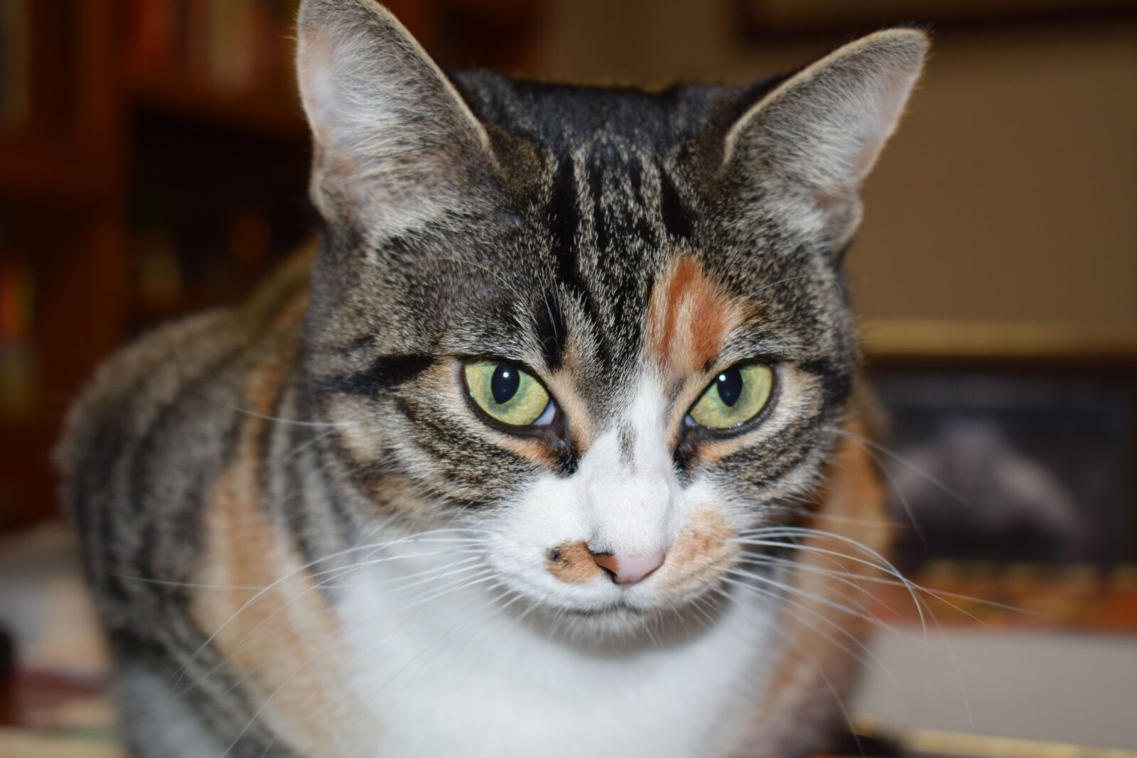 Nikon D5300 sample photo. Cat, feline, animals photography