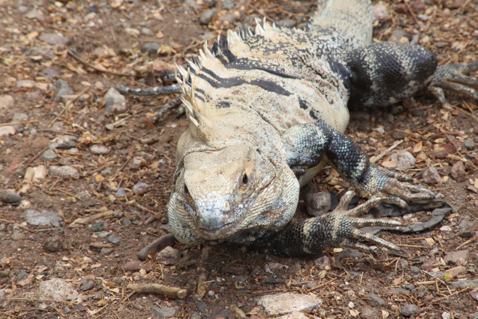 Canon EF 70-300mm F4-5.6 IS USM sample photo. Iguana, lizard, animal photography