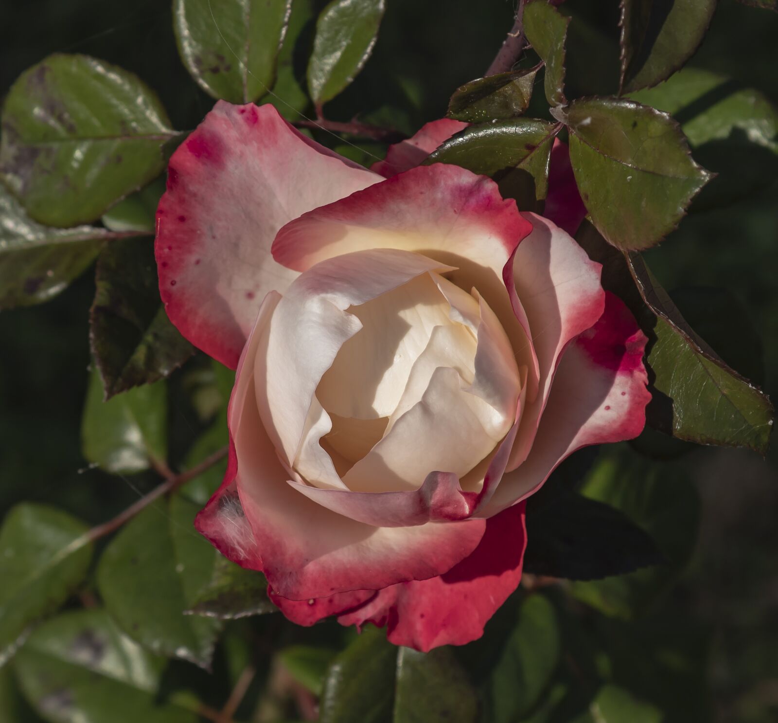 Canon EOS 1300D (EOS Rebel T6 / EOS Kiss X80) sample photo. Rose, flower, white photography