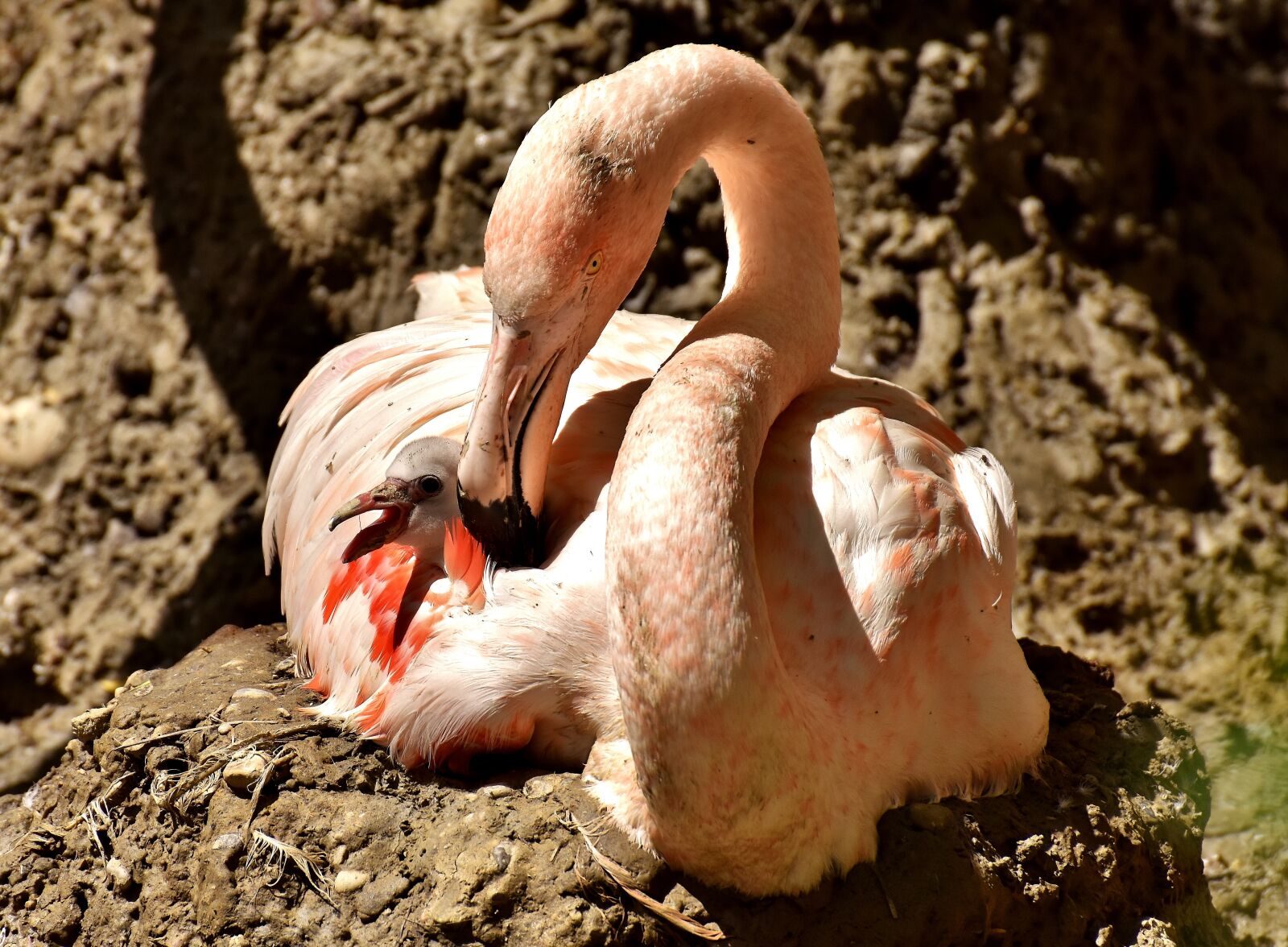 Nikon D7200 sample photo. Flamingo, young, chicks photography