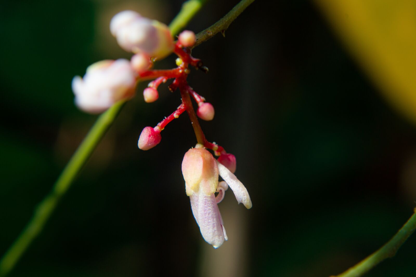 Nikon D3100 sample photo. Macro, sunlight, flower garden photography