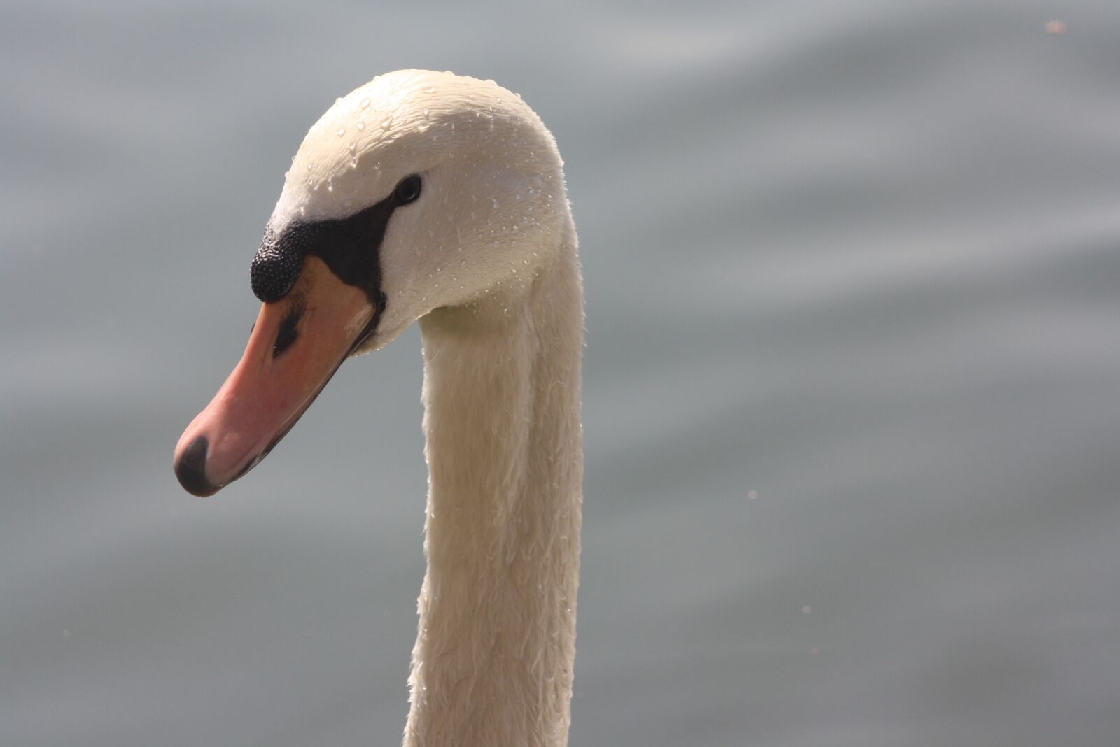 Canon EOS 1000D (EOS Digital Rebel XS / EOS Kiss F) sample photo. Swan, nature, pride photography