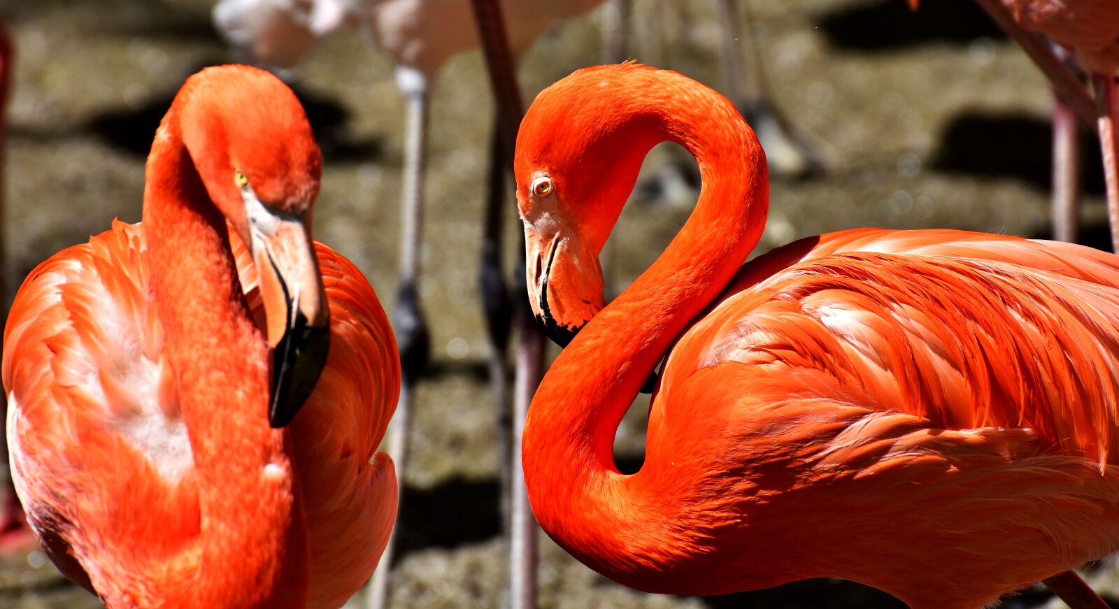 Nikon D7200 sample photo. Flamingos, bird, colorful photography