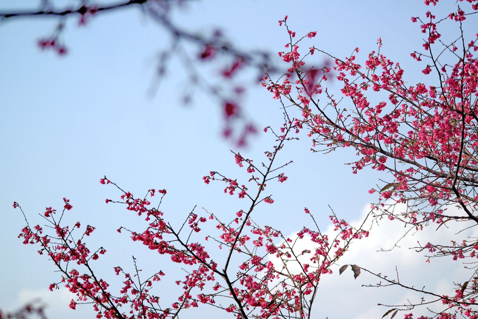 Samsung NX2000 sample photo. The cherry blossoms, pink photography