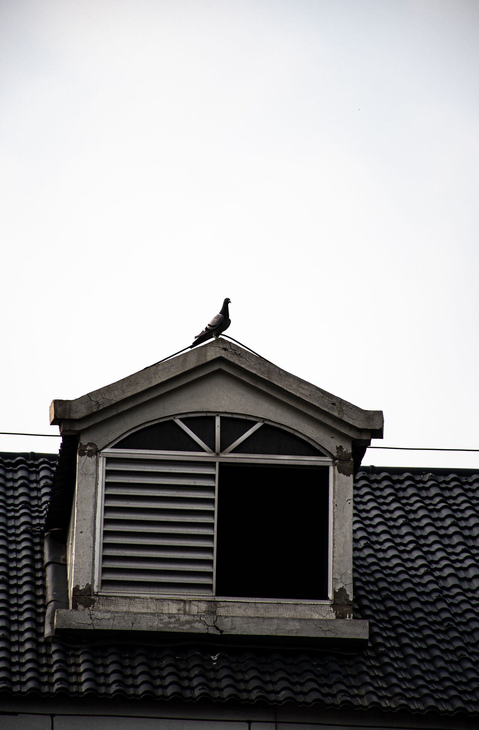 Nikon D7500 sample photo. Pigeon, bird, animal photography