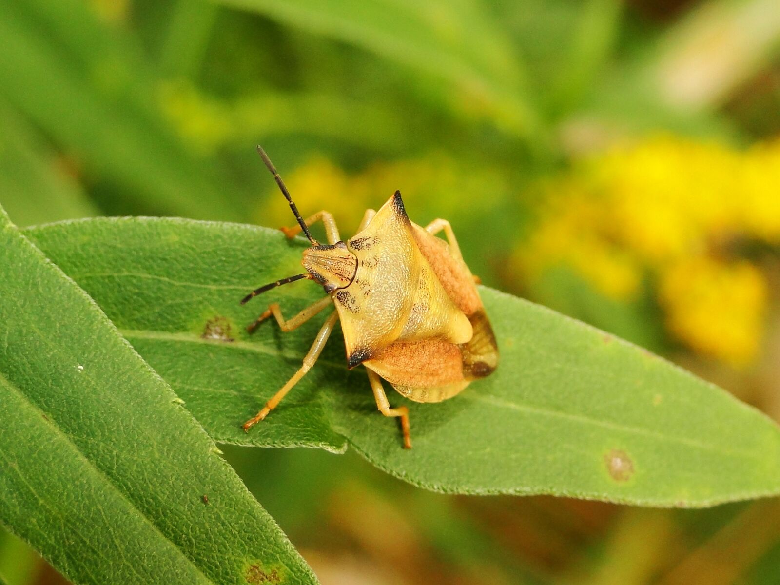Sony Cyber-shot DSC-HX1 sample photo. Borczyniec fruit, pluskwiak, insect photography