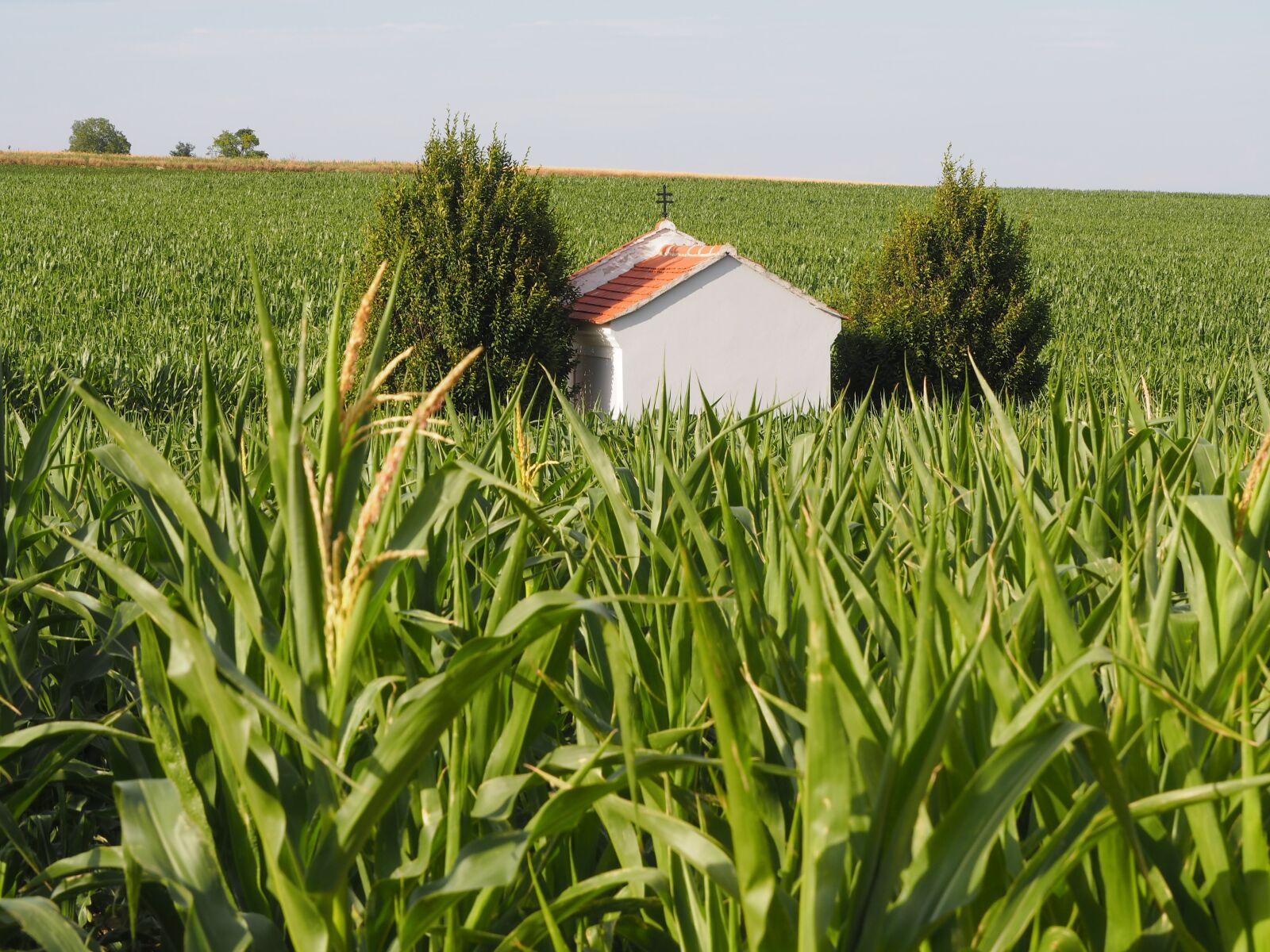 Olympus PEN E-PL7 sample photo. Cornfield, summer, sun photography
