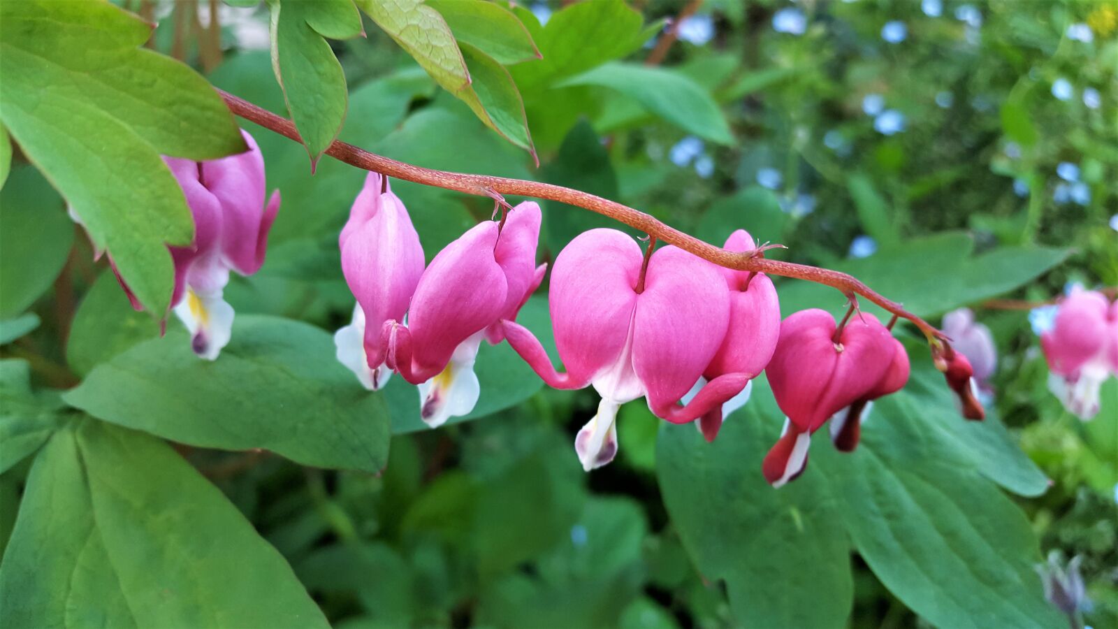 Samsung Galaxy S6 sample photo. Flower, pink, garden photography
