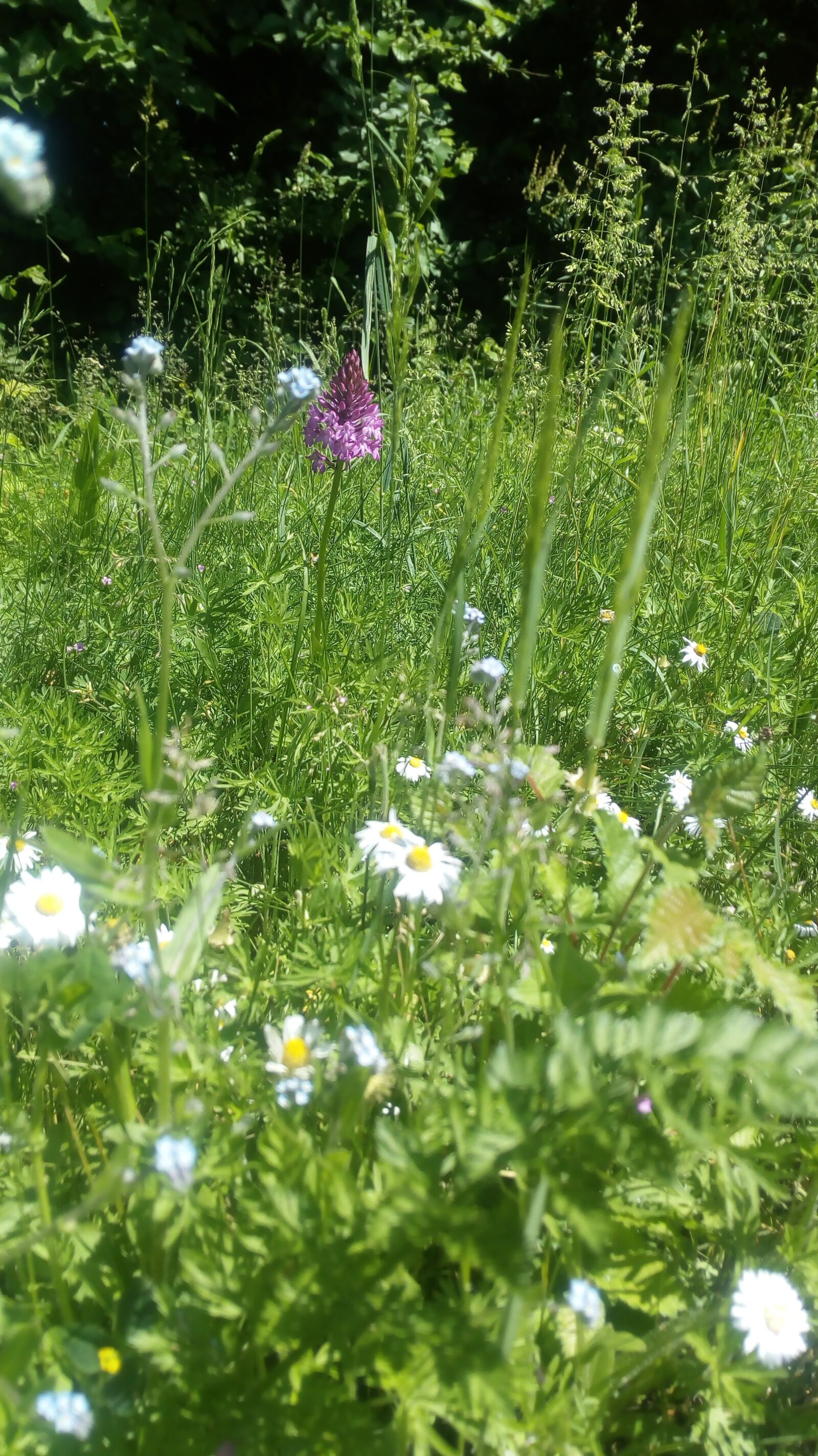 HUAWEI MYA-L11 sample photo. Landscape, country, flowers photography